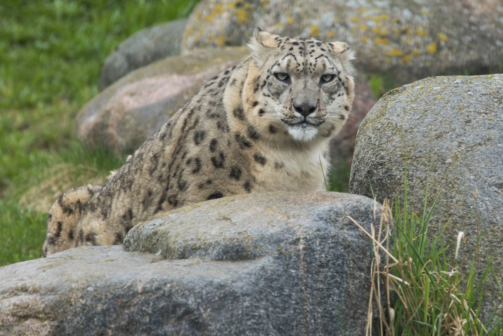 NUNNUD FOTOD | Tallinna loomaaia lumeleopard tähistas 13. sünnipäeva