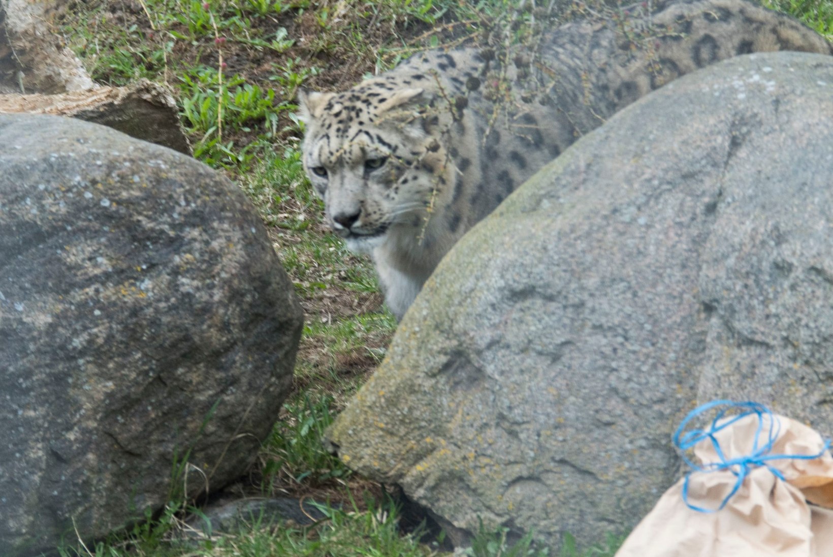 NUNNUD FOTOD | Tallinna loomaaia lumeleopard tähistas 13. sünnipäeva