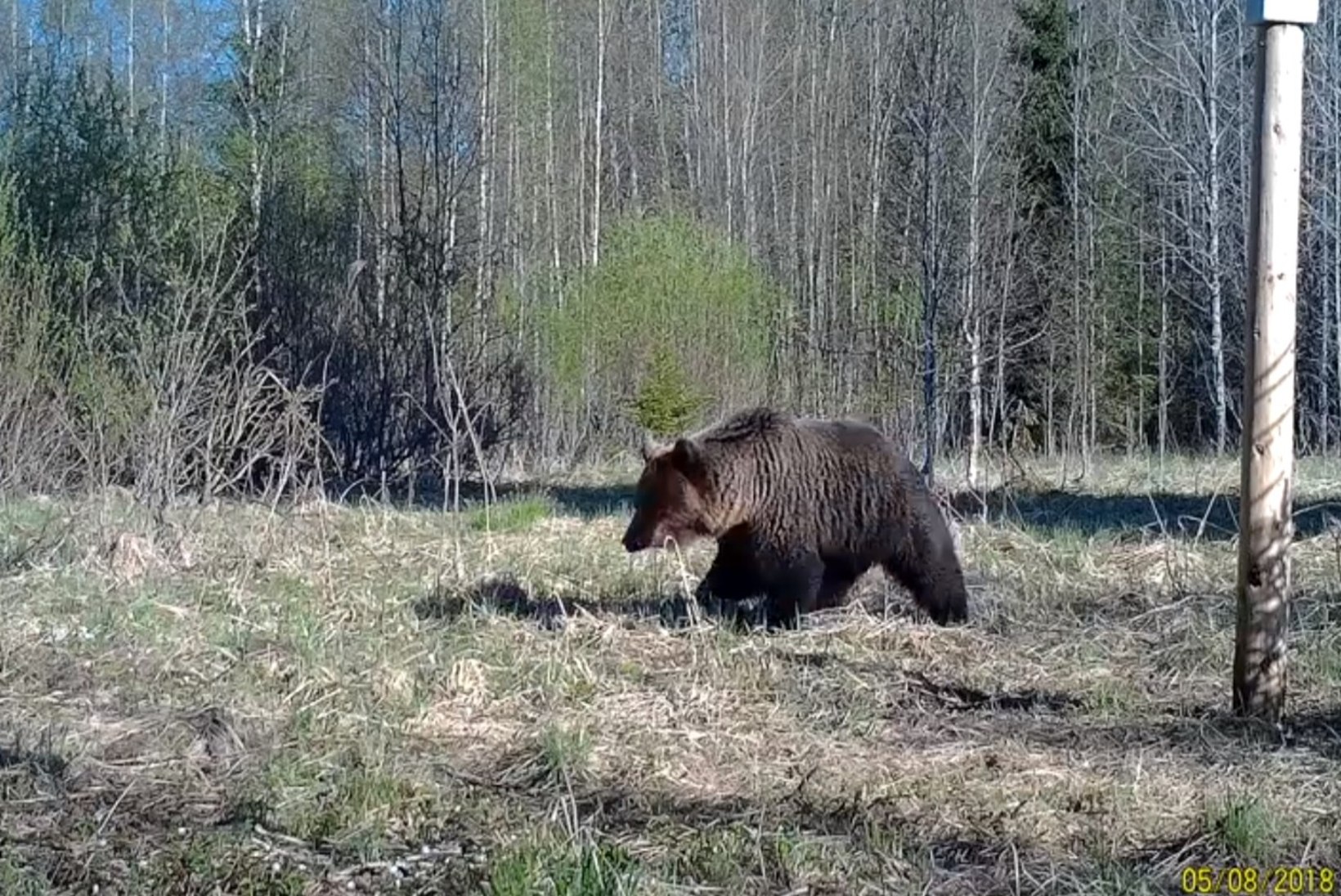 VIDEO | Koolilaste rajakaamera tabas karu tuleku 