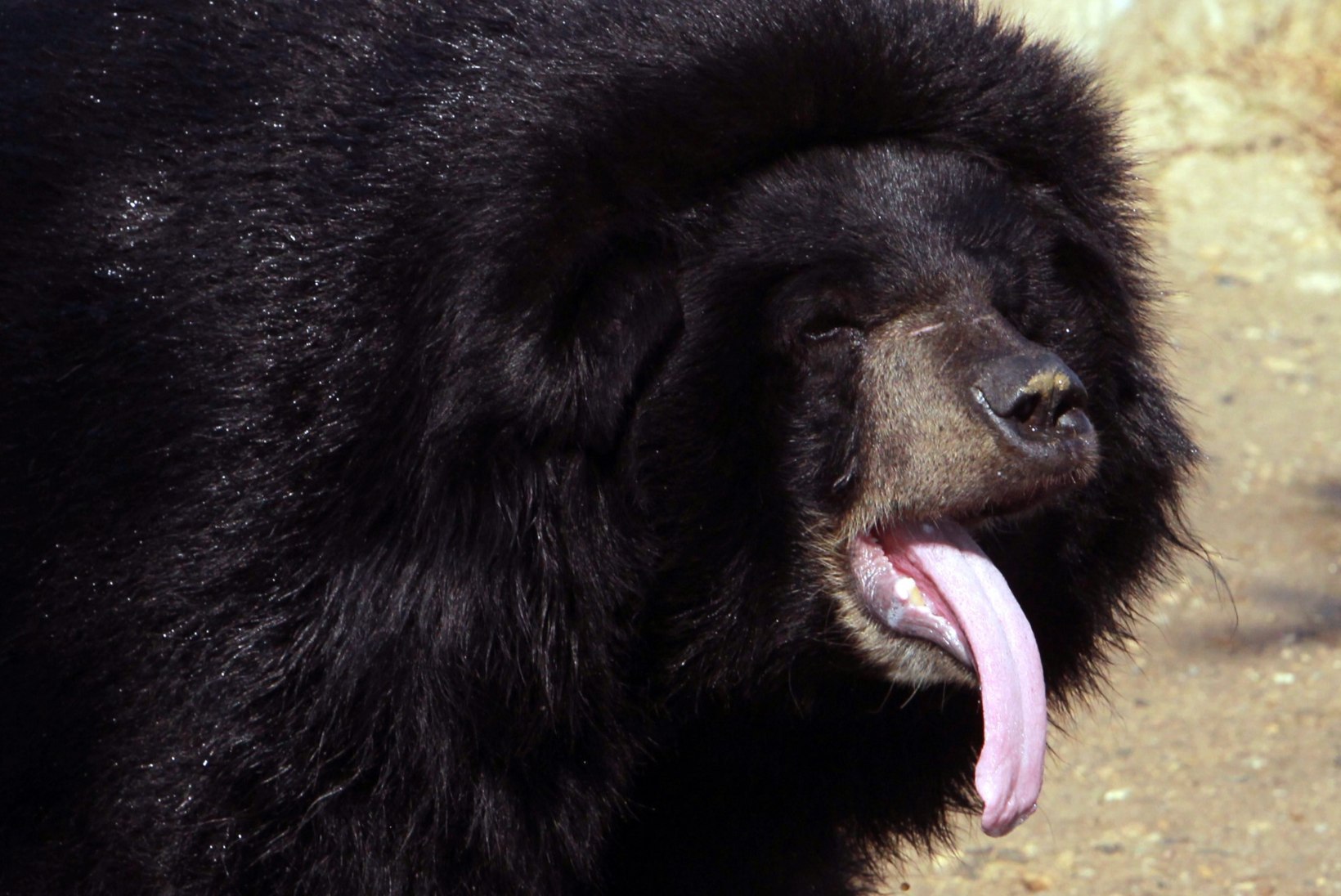 VIDEO | Tiibeti mastifi pähe võetud kutsikas ostus karuks