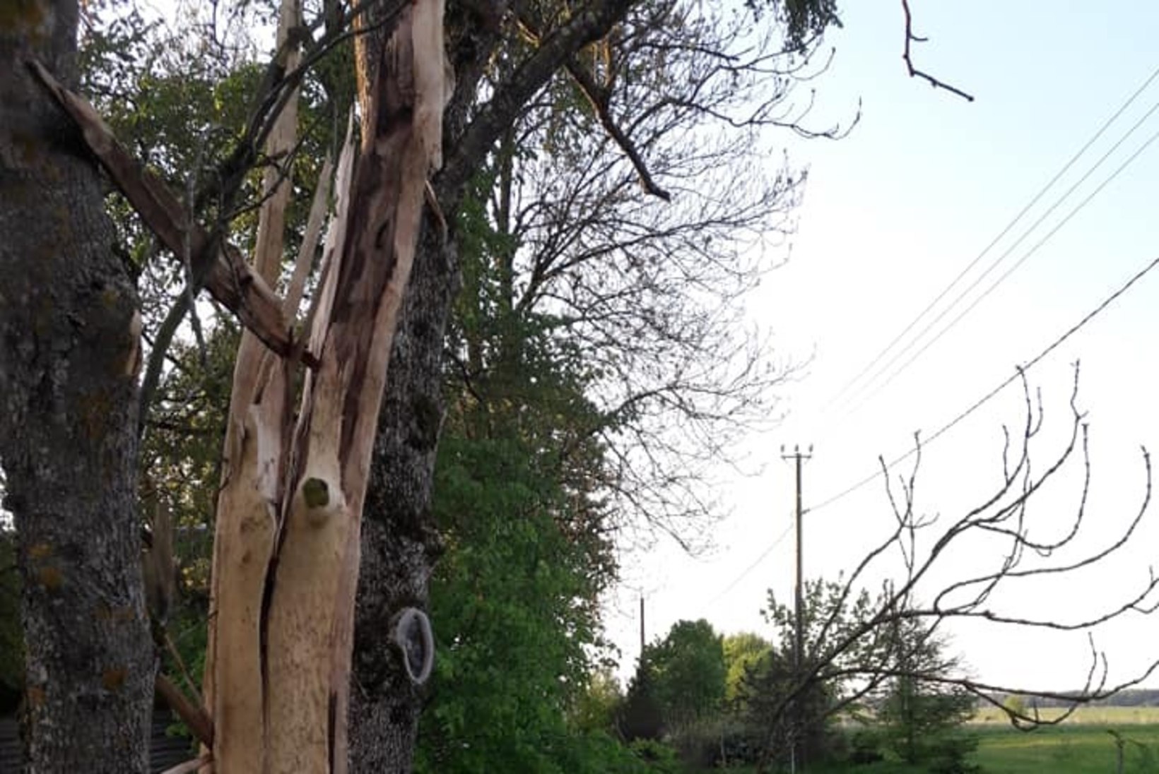 GALERII | Välk kooris puu paljaks 