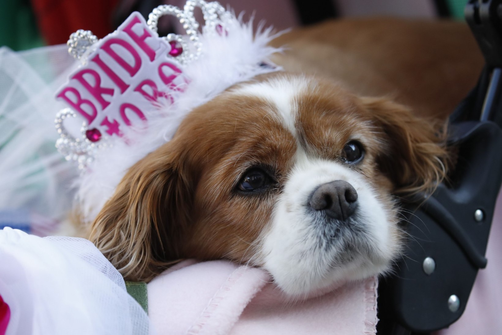 Täielik printsessilugu: kuidas Meghan Markle'i lemmik varjupaigas eutanaasiast pääses ja kuninglikuks koeraks sai