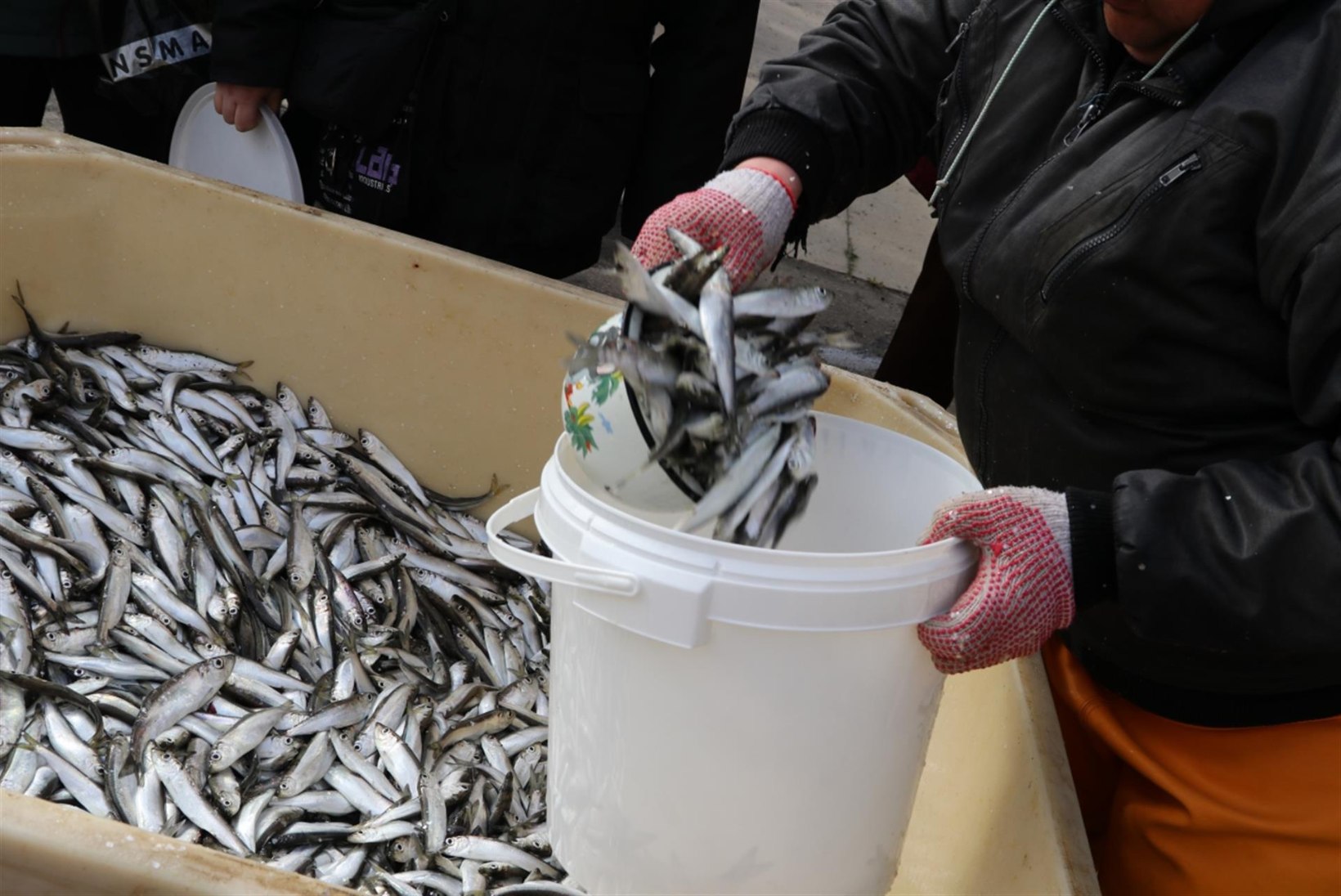 Avatud kalasadamate päeva külastas 25 000 kalasõpra