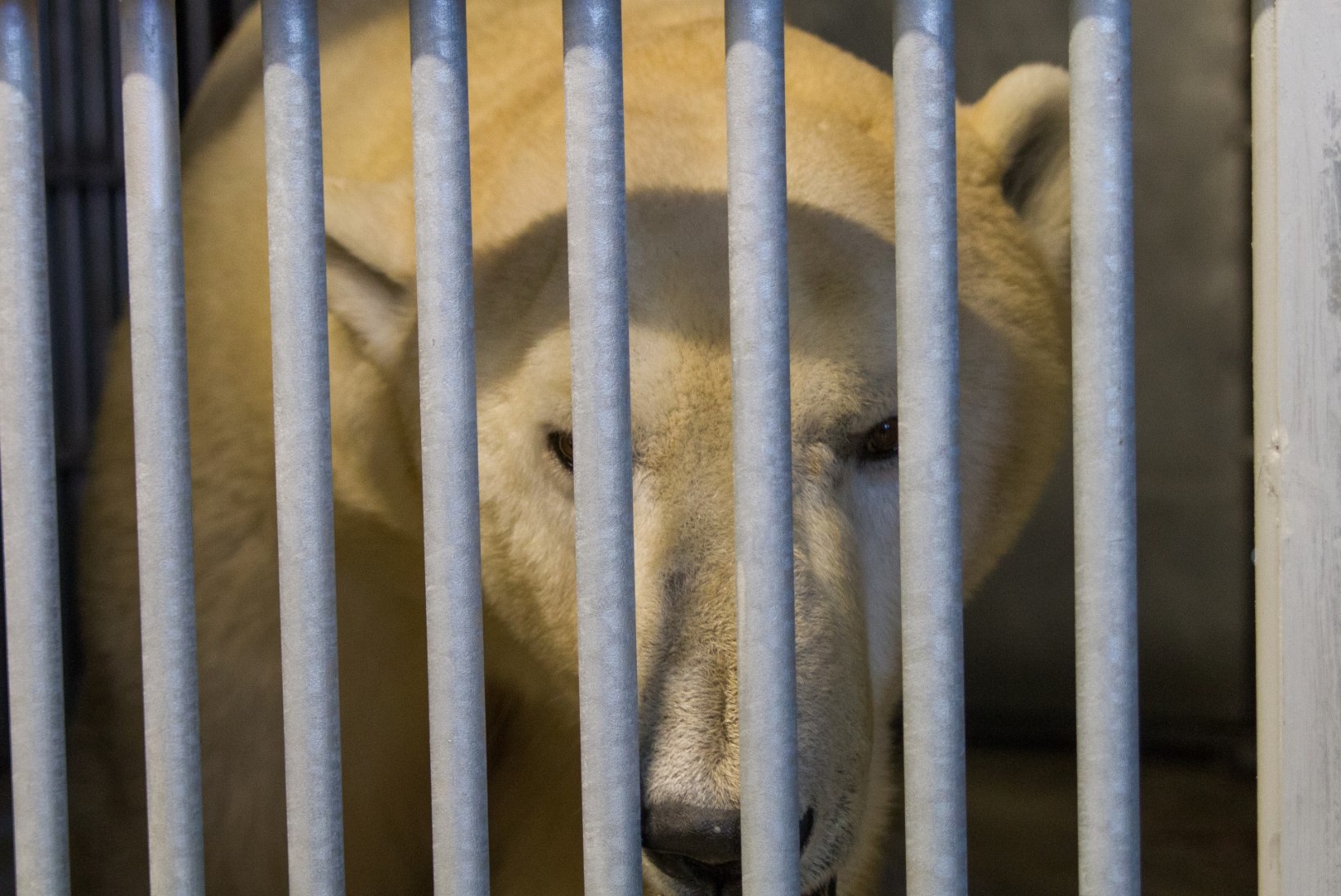 FOTOD | Tallinna loomaaia jääkaru Nord uinutati ja koliti uude polaariumisse