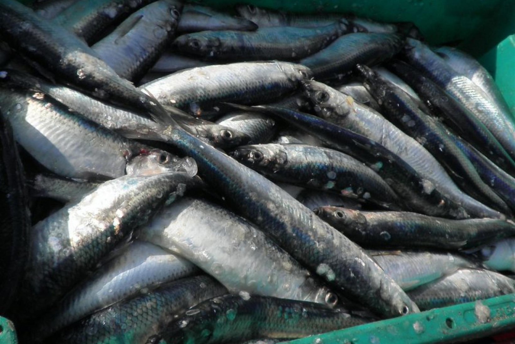 Merendus- ja kalandusfondi toetusi on välja makstud 17,6 miljoni euro eest