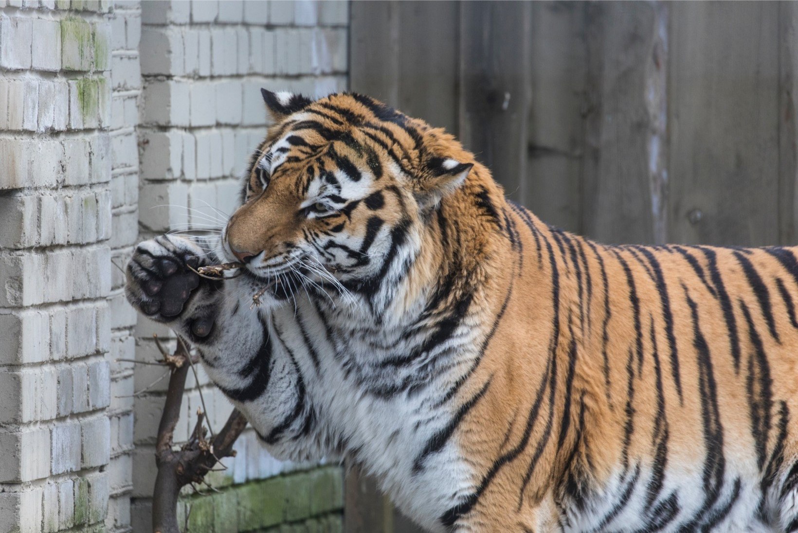 VIDEO JA FOTOD | Tiiger Pootsman tähistab loomaaias 7. sünnipäeva
