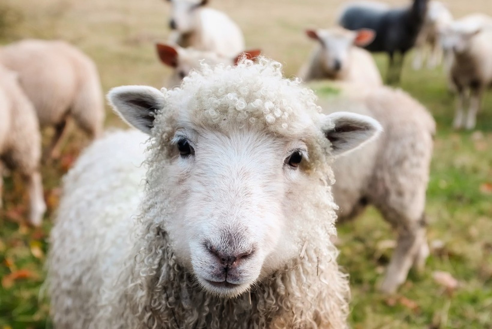 LOOMAD AINULT SUVEKS! Mida pead teadma, kui plaanid rentida lambad või kitsed?