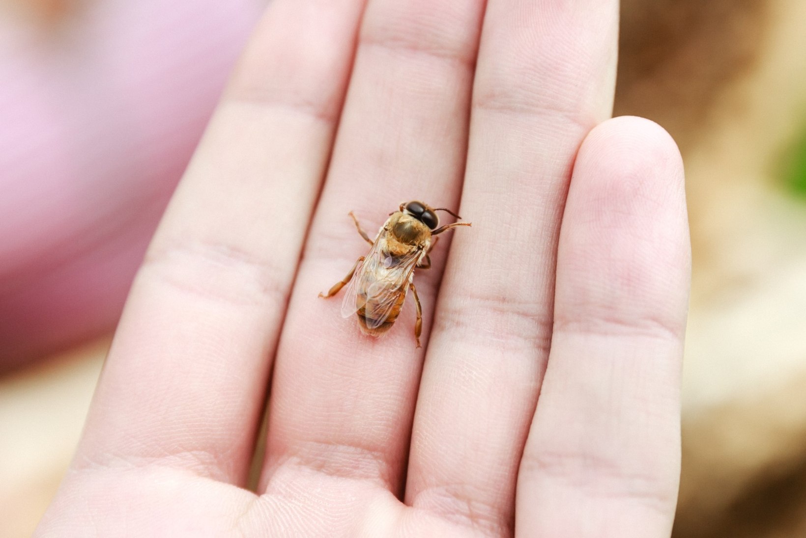ENDINE KIIRABIARST: allergia putukate nõelamise vastu võib tekkida suvalisel eluhetkel