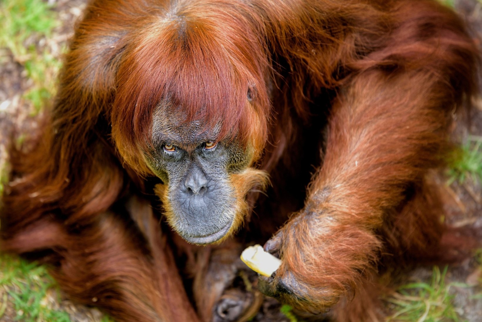 Suri maailma vanim Sumatra orangutan