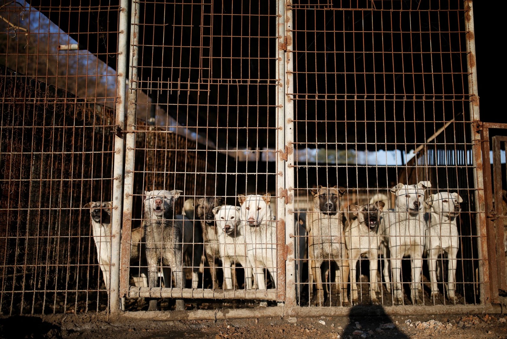 LÕUNA-KOREA KOHUS: koera tapmine toiduks on seadusevastane