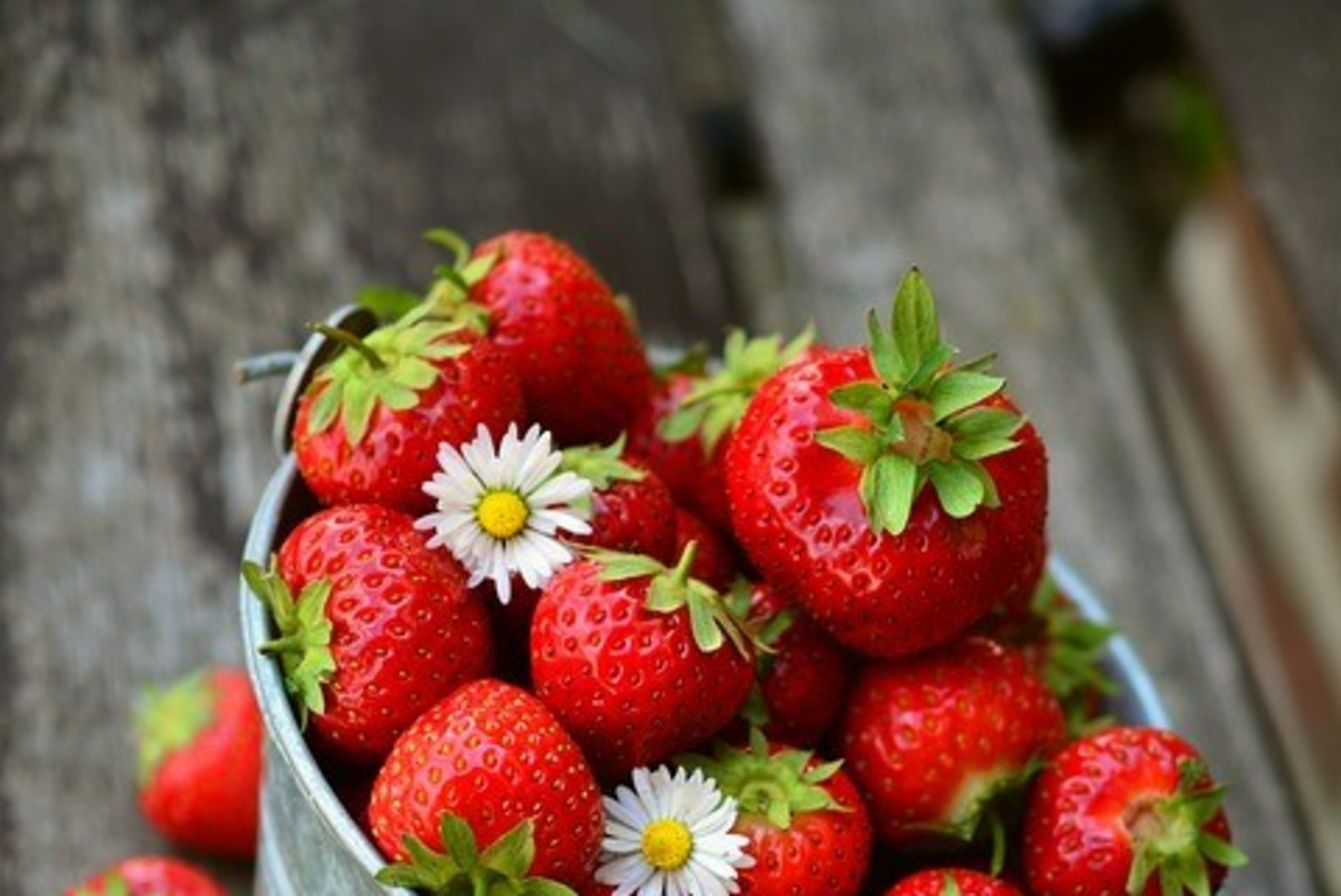 Nõu aednikule! Hoia maasikataimed terved.