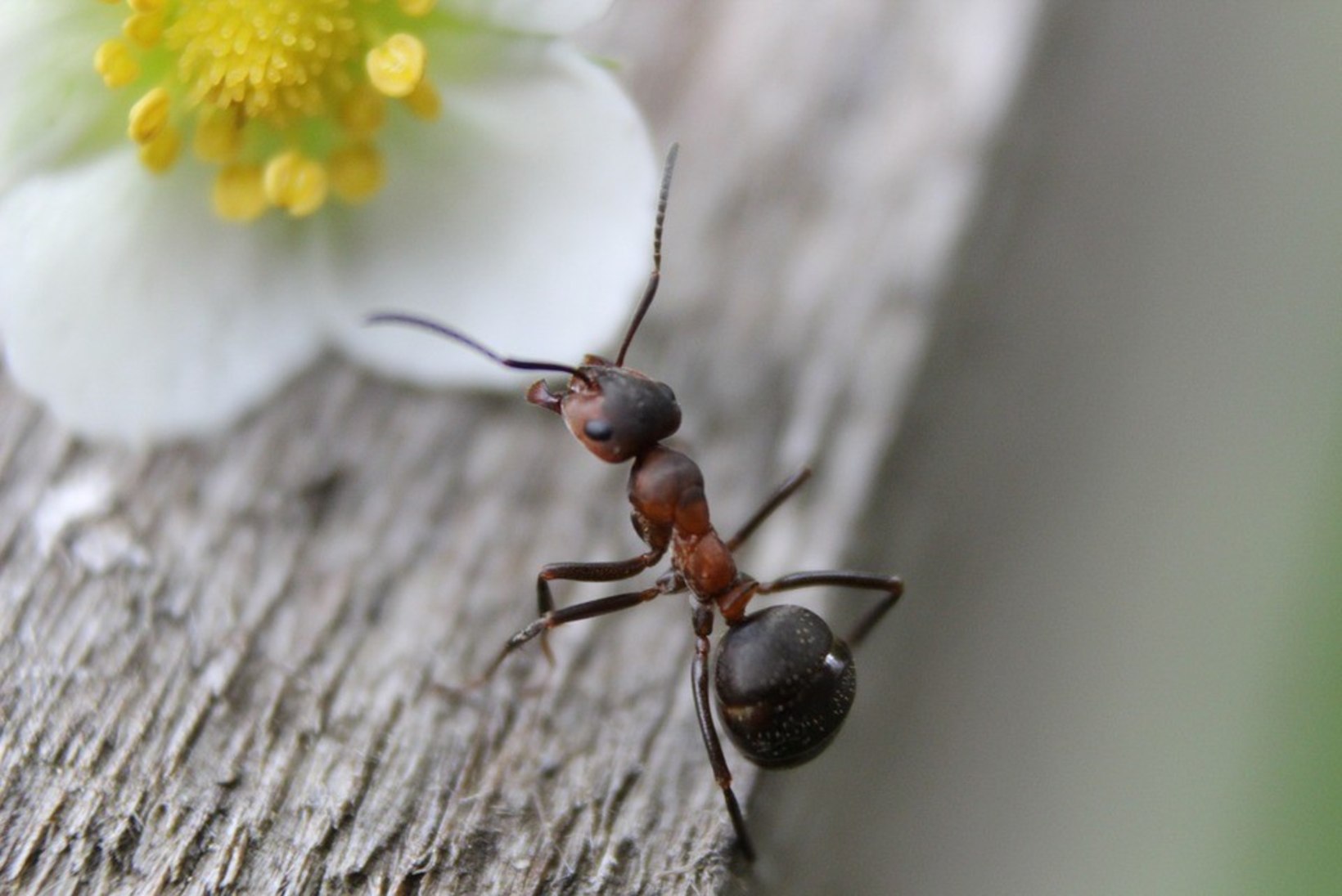 2 käepärast toiduainet, mille abil peletad sipelgad toast minema