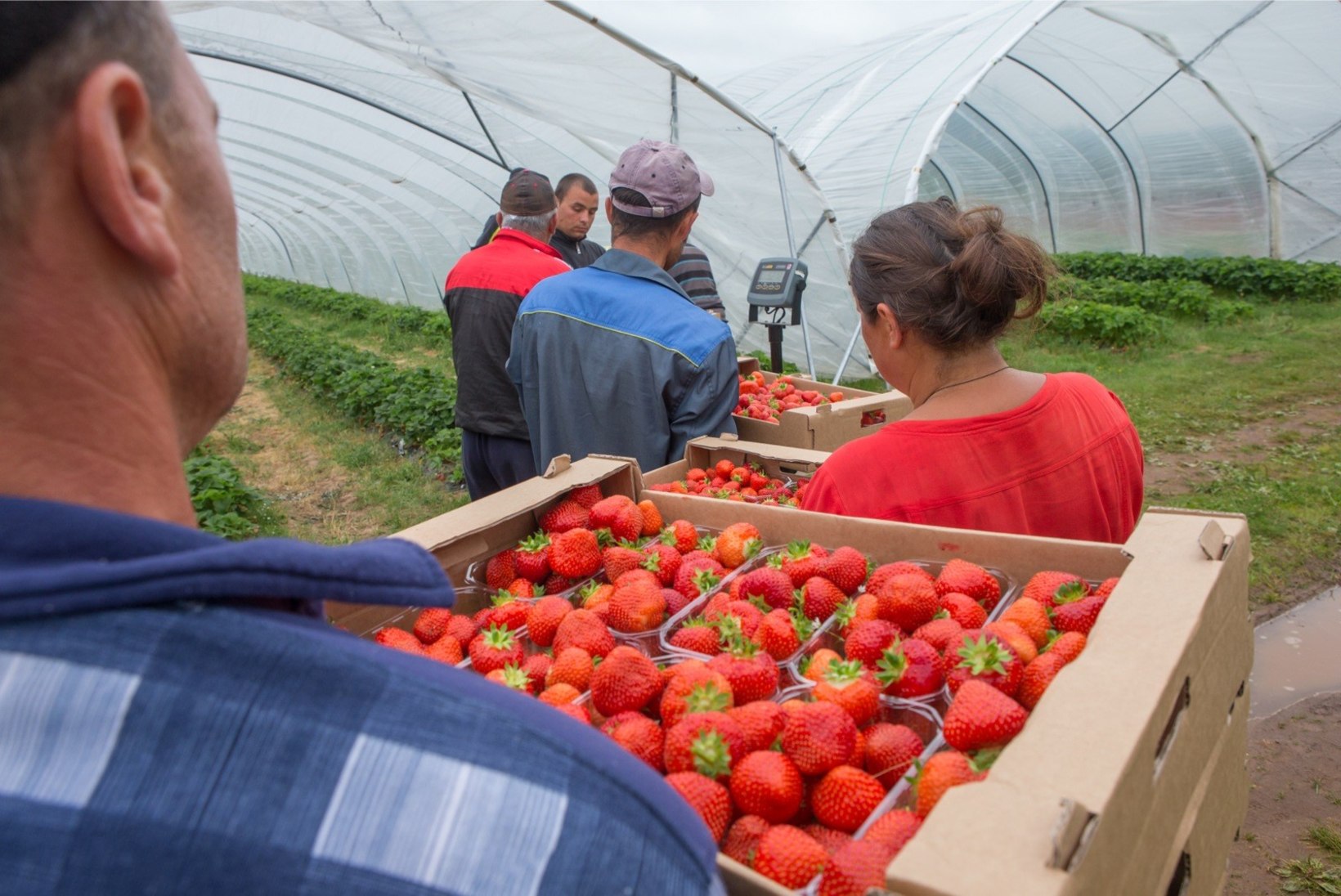 Maasikakasvatajad eelistavad marjakorjamisel võõrtöölisi