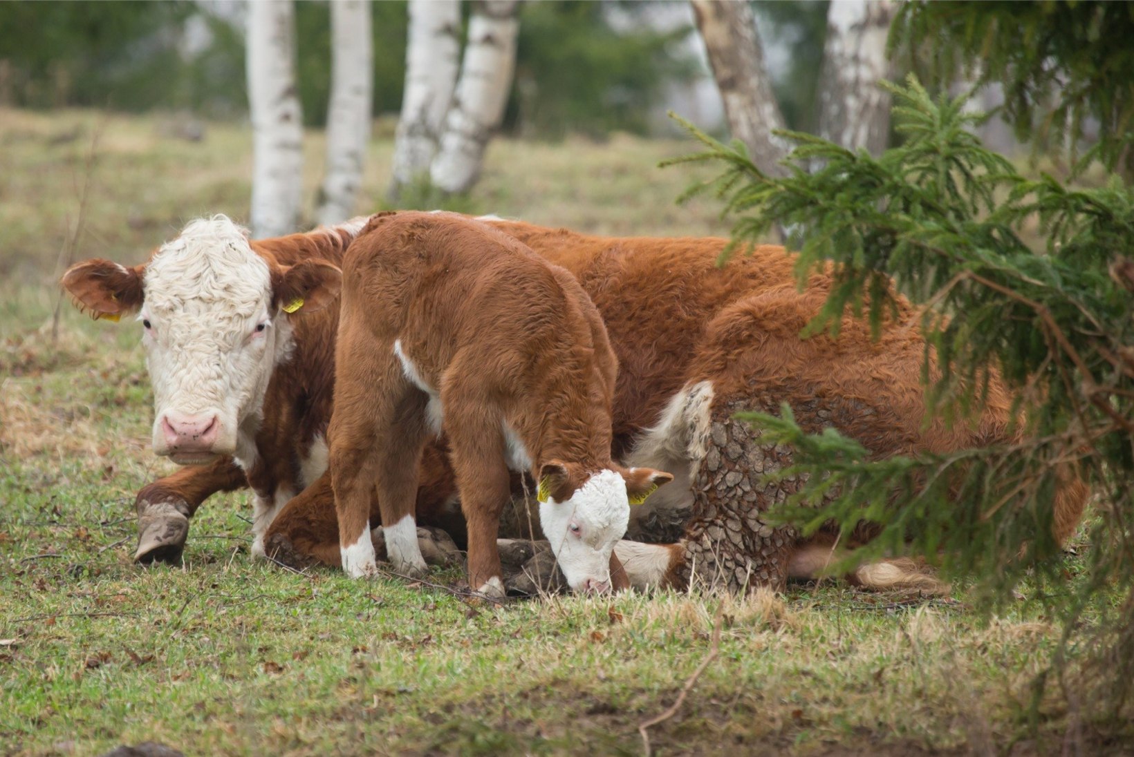 GRAAFIK | Eestis saavad kariloomad kümneid kordi rohkem antibiootikume kui Norras