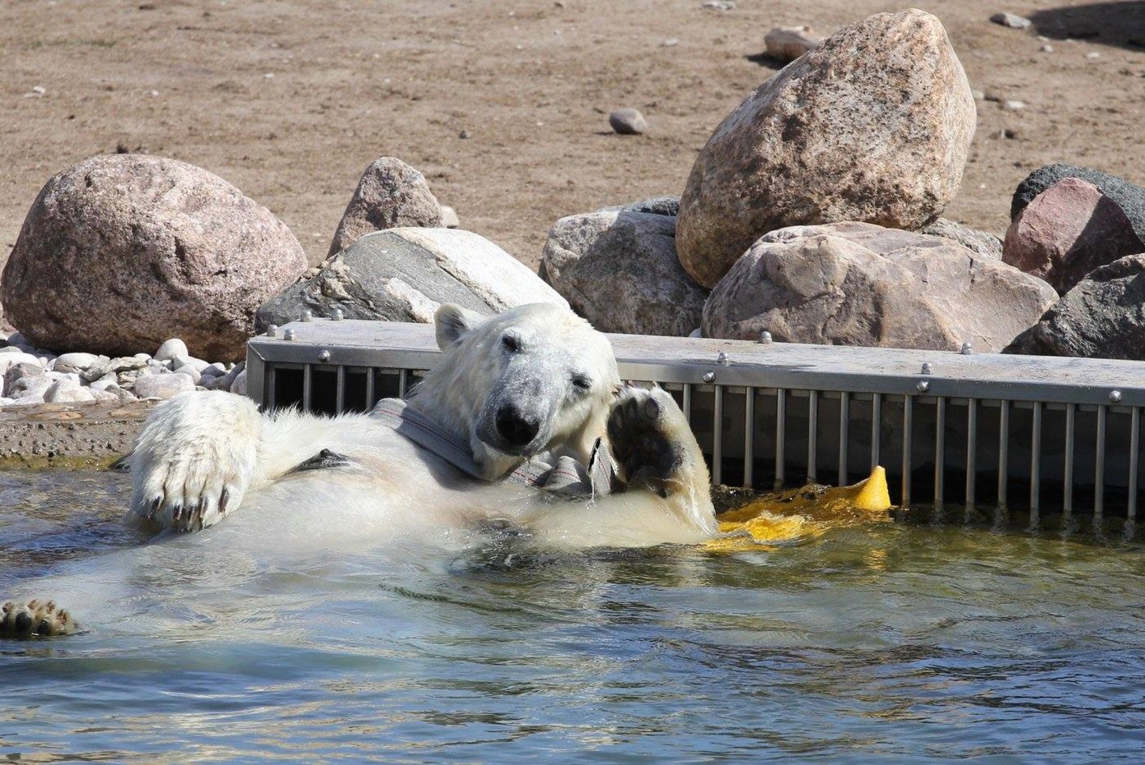 FOTOUUDIS | Vaata, kuidas jääkaru Friida loomaaias ilusat ilma naudib