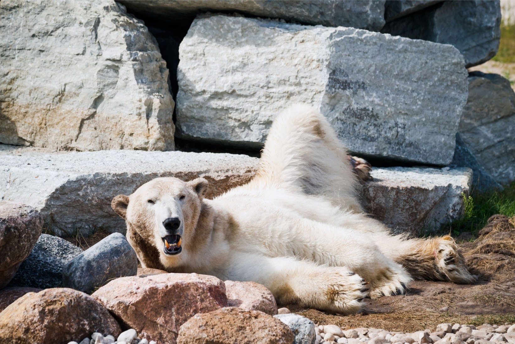 ÕL VIDEO JA GALERII | Tallinna loomaaia jääkaru Nord peab sööma antidepressante