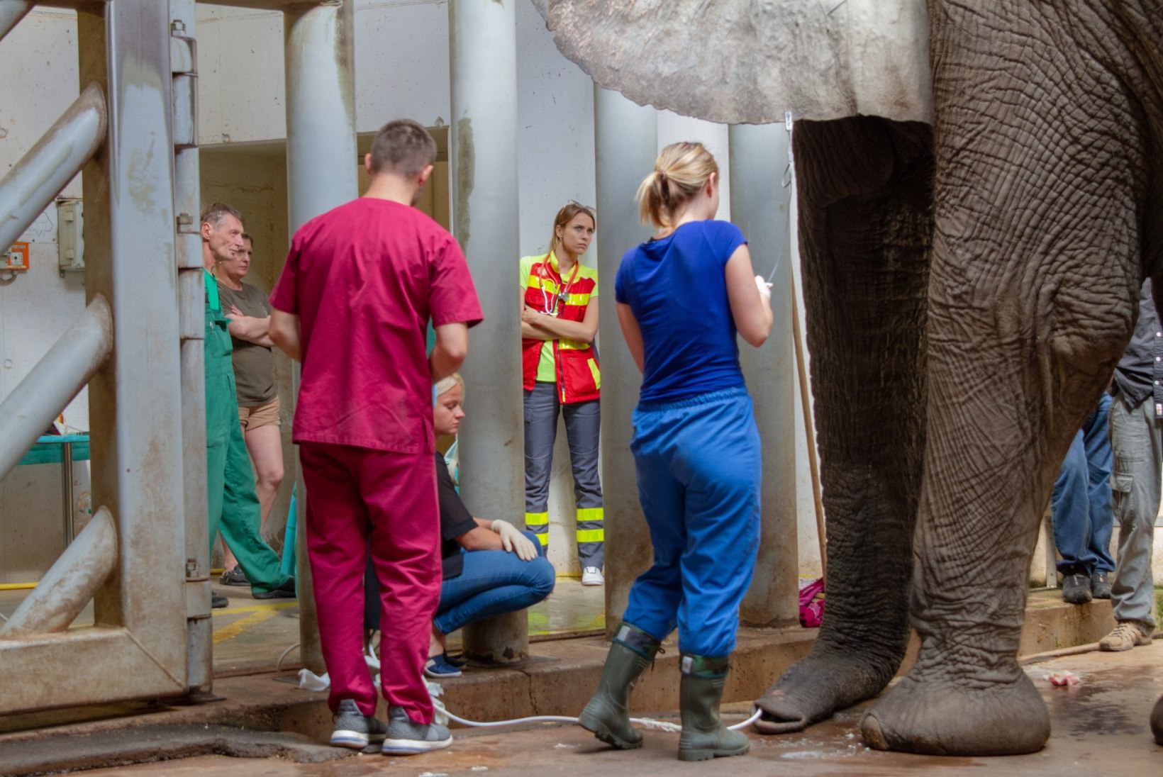 FOTOD | Tallinna loomaaia elevant Carli opereerimisel osales üle 60 inimese