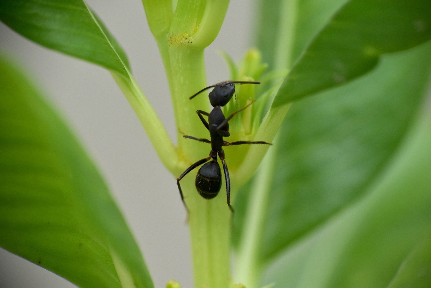 Tüütud suvekülalised: nipid, kuidas sipelgatest vabaneda