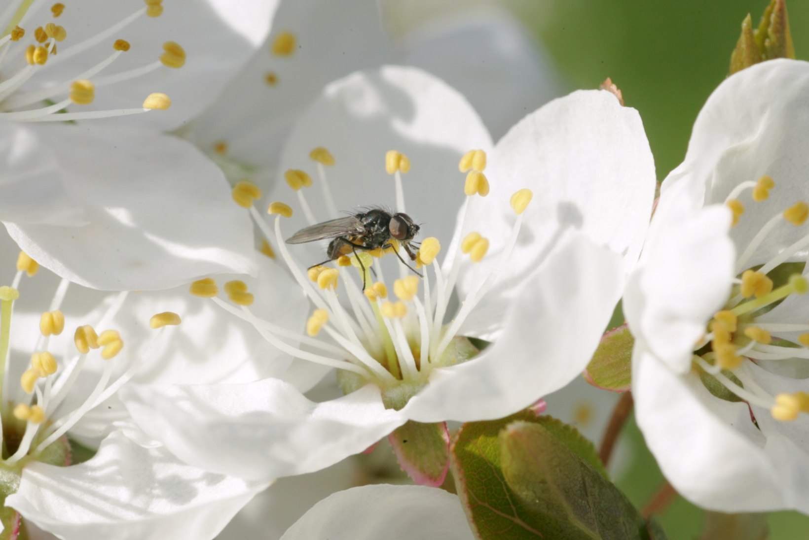 TOP 6 | Millised on Eesti kõige tüütumad putukad 