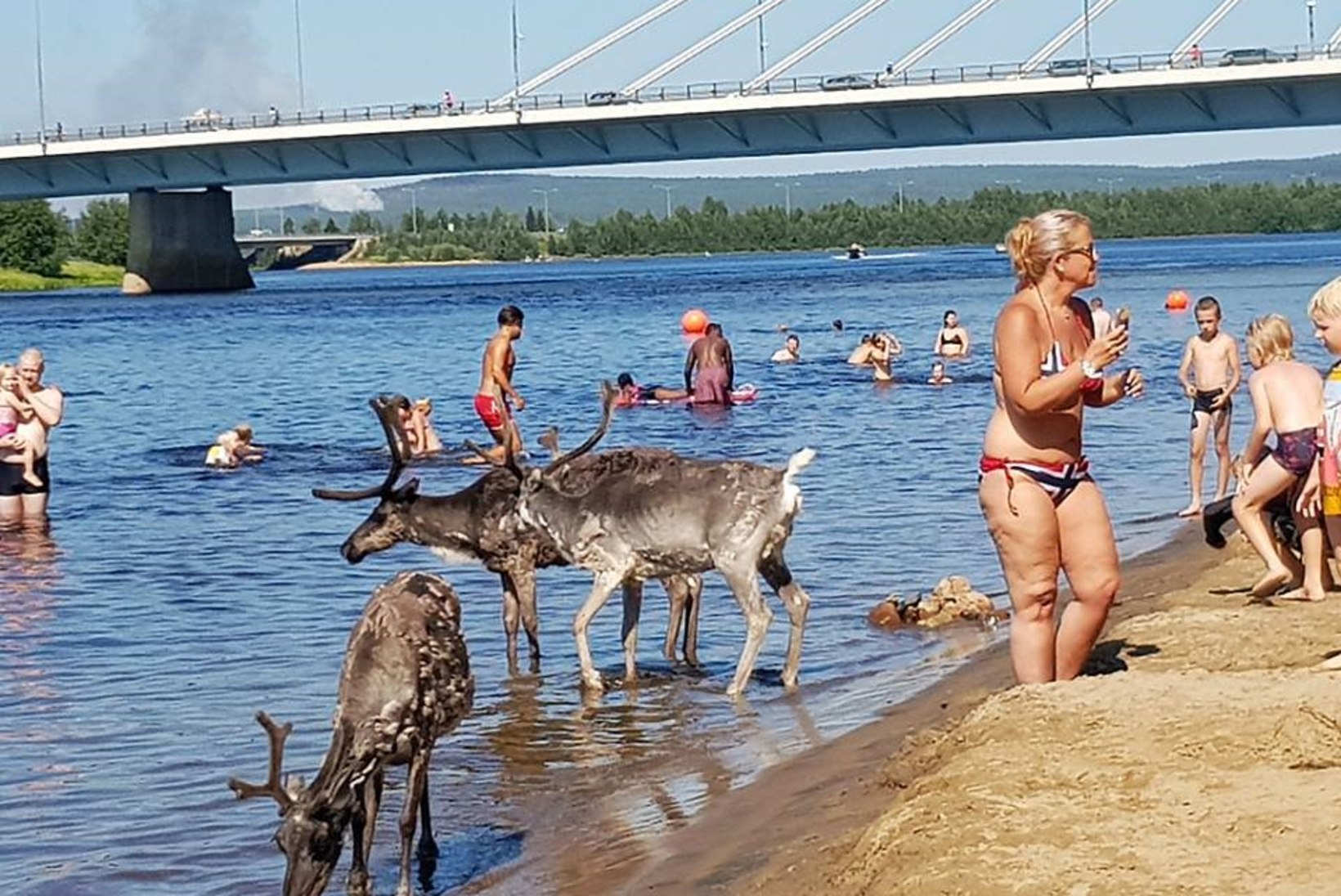 PILTUUDIS | Rovaniemis ajas palavus põhjapõdrad koos inimestega vette