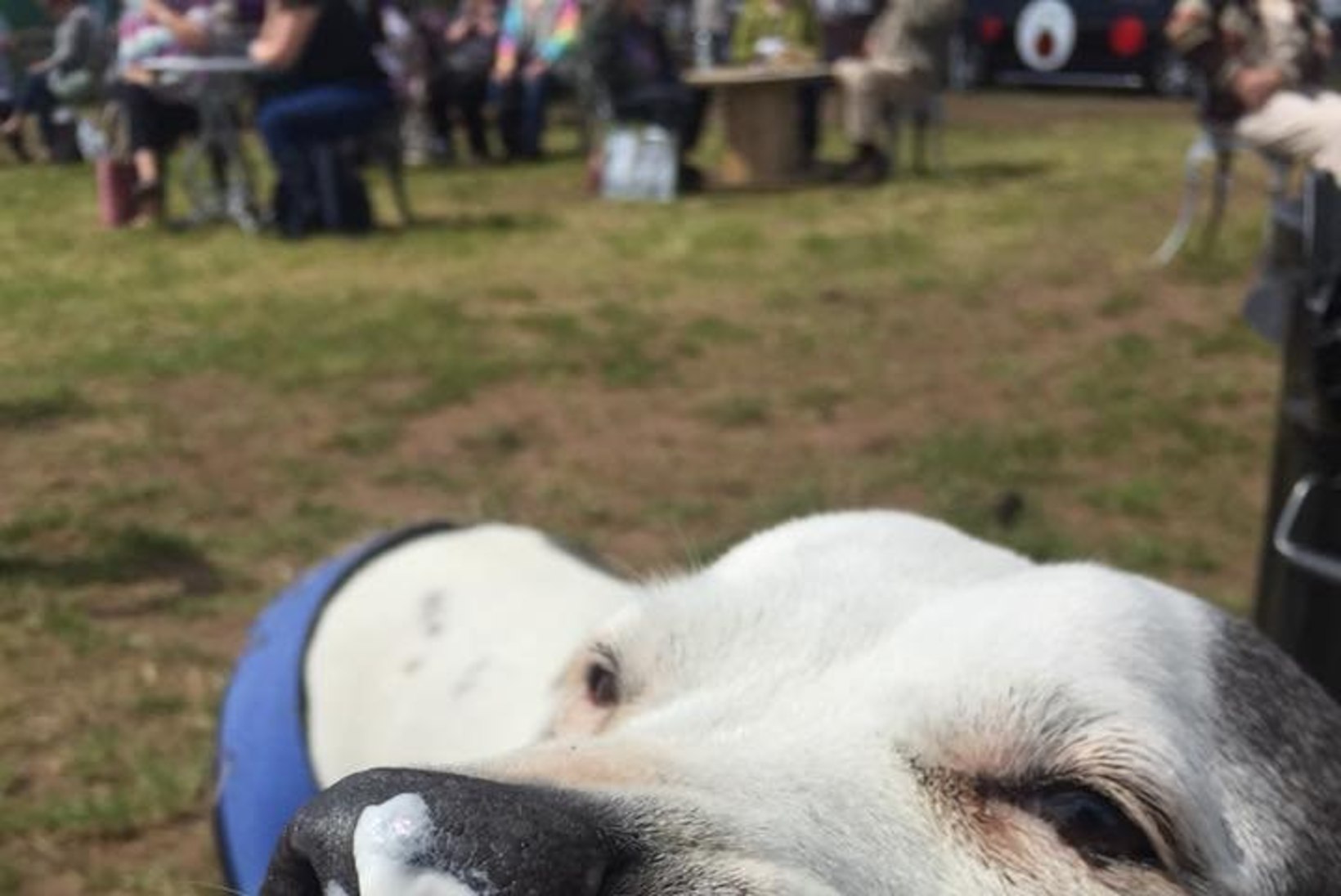 FOTOD | Endine meditsiiniõde avas Inglismaa esimese koertele mõeldud hospiitsi