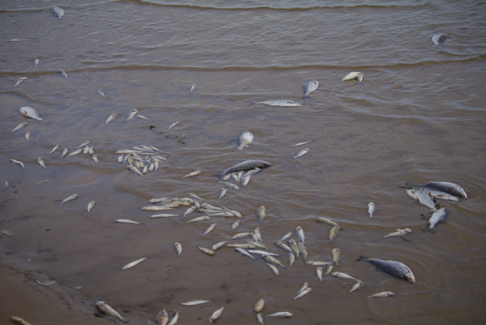 FOTOD | Peipsi kaldal vedeleb kilomeetrite viisi roiskuvaid kalu