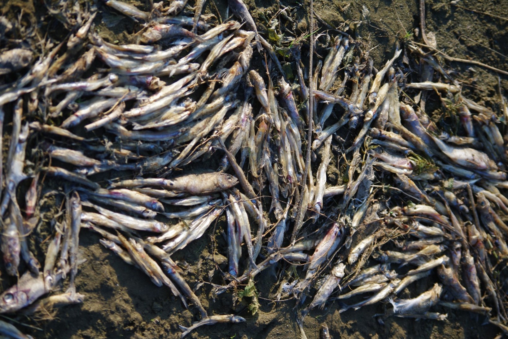 FOTOD | Peipsi kaldal vedeleb kilomeetrite viisi roiskuvaid kalu