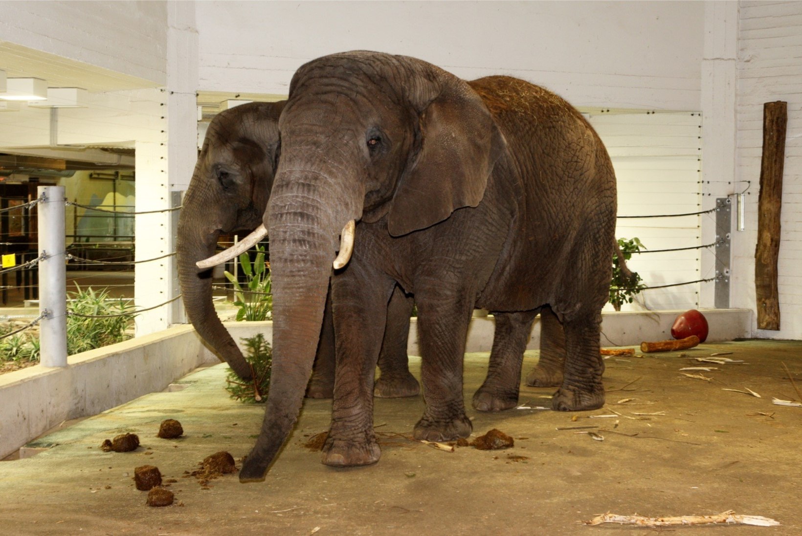 VIDEO | Tallinna loomaaias tähistati üleilmset elevantide päeva 
