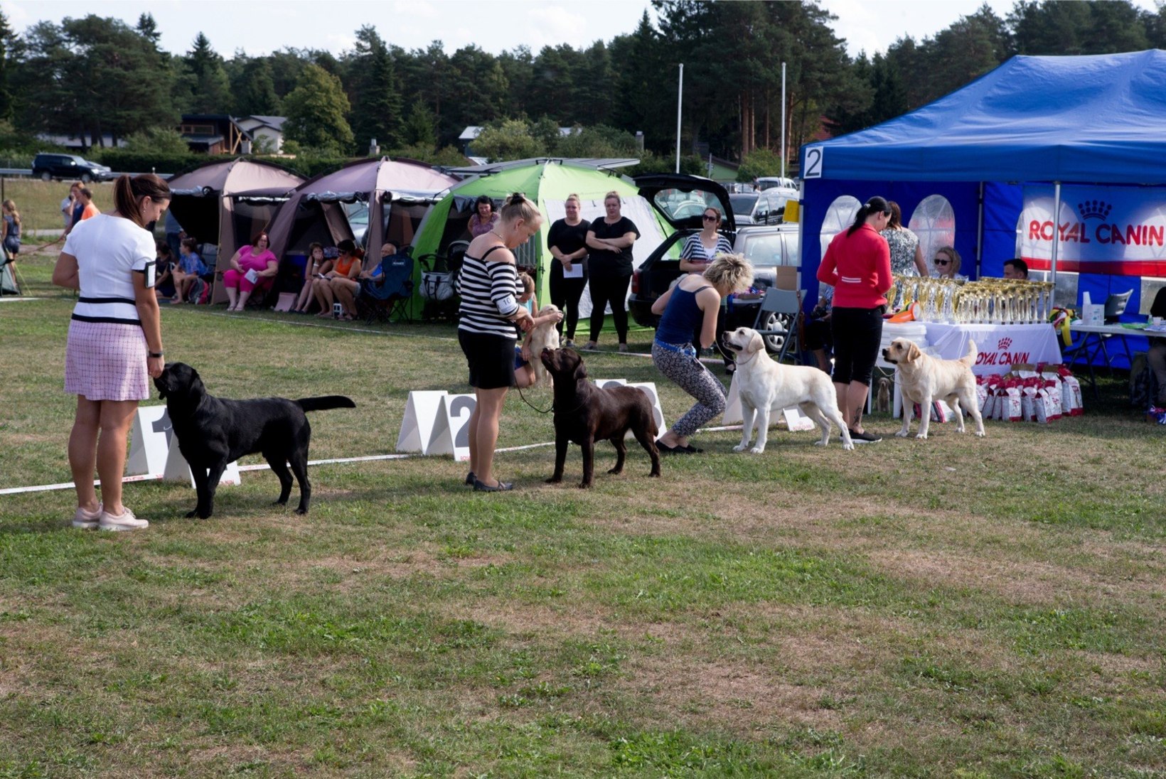 NUNNU GALERII | Luige koertenäitusel osales ligi 3000 koera! 