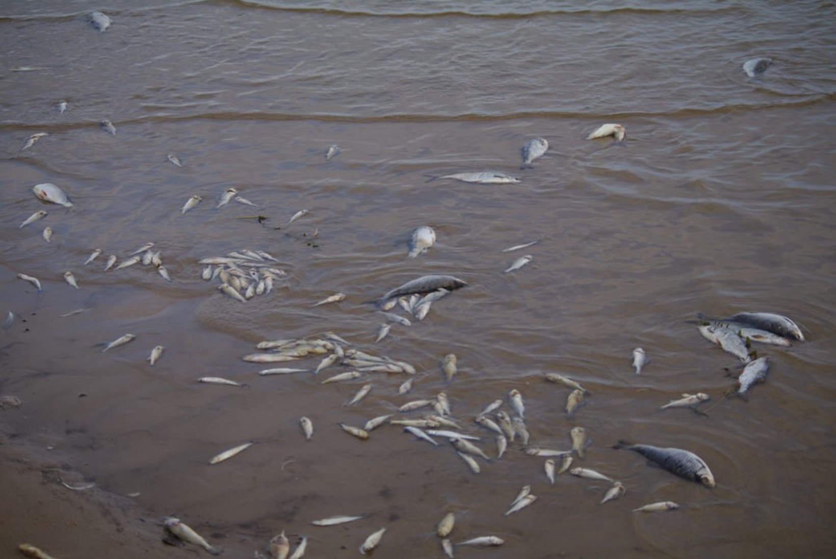 Kalade massihuku tõttu peatatakse Peipsil mõrrapüük