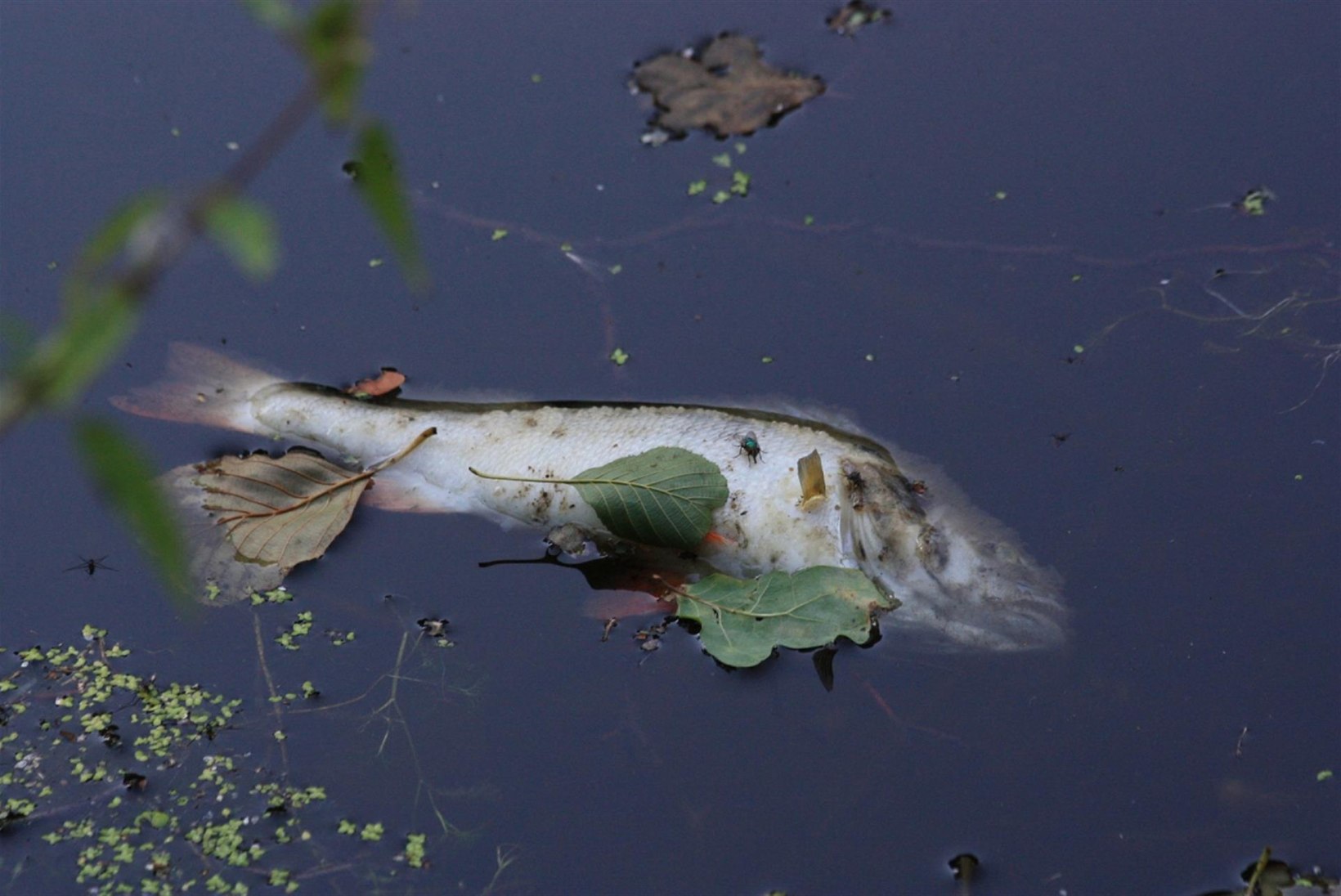 Minister Kiisler peatab kalade massihuku tõttu Peipsil mõrrapüügi