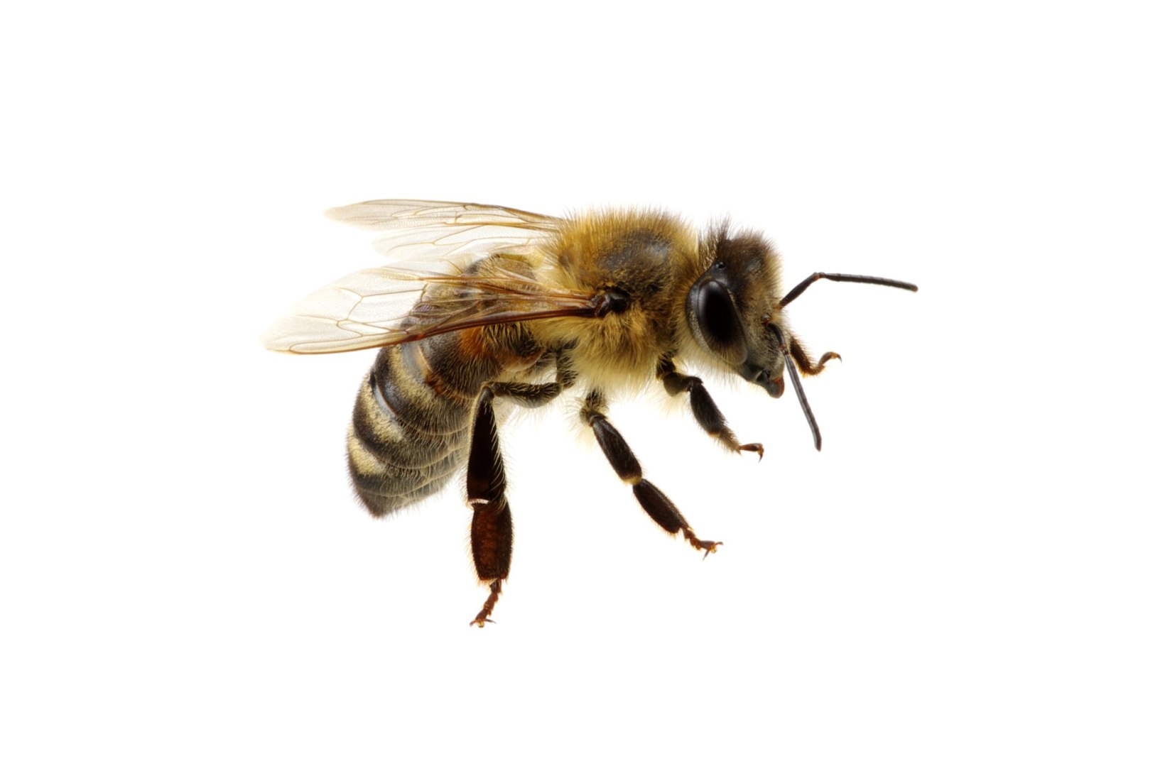 Kas teadsid? Putukaallergia risk suureneb iga järgmise nõelamisega