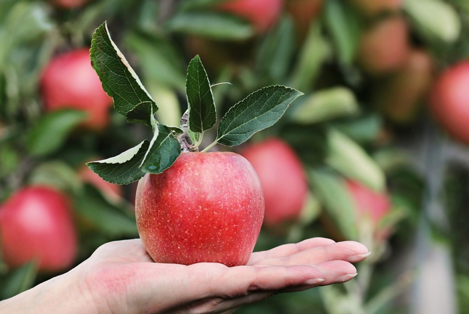 RETSEPT | Küpseta õunakoogiküpsised
