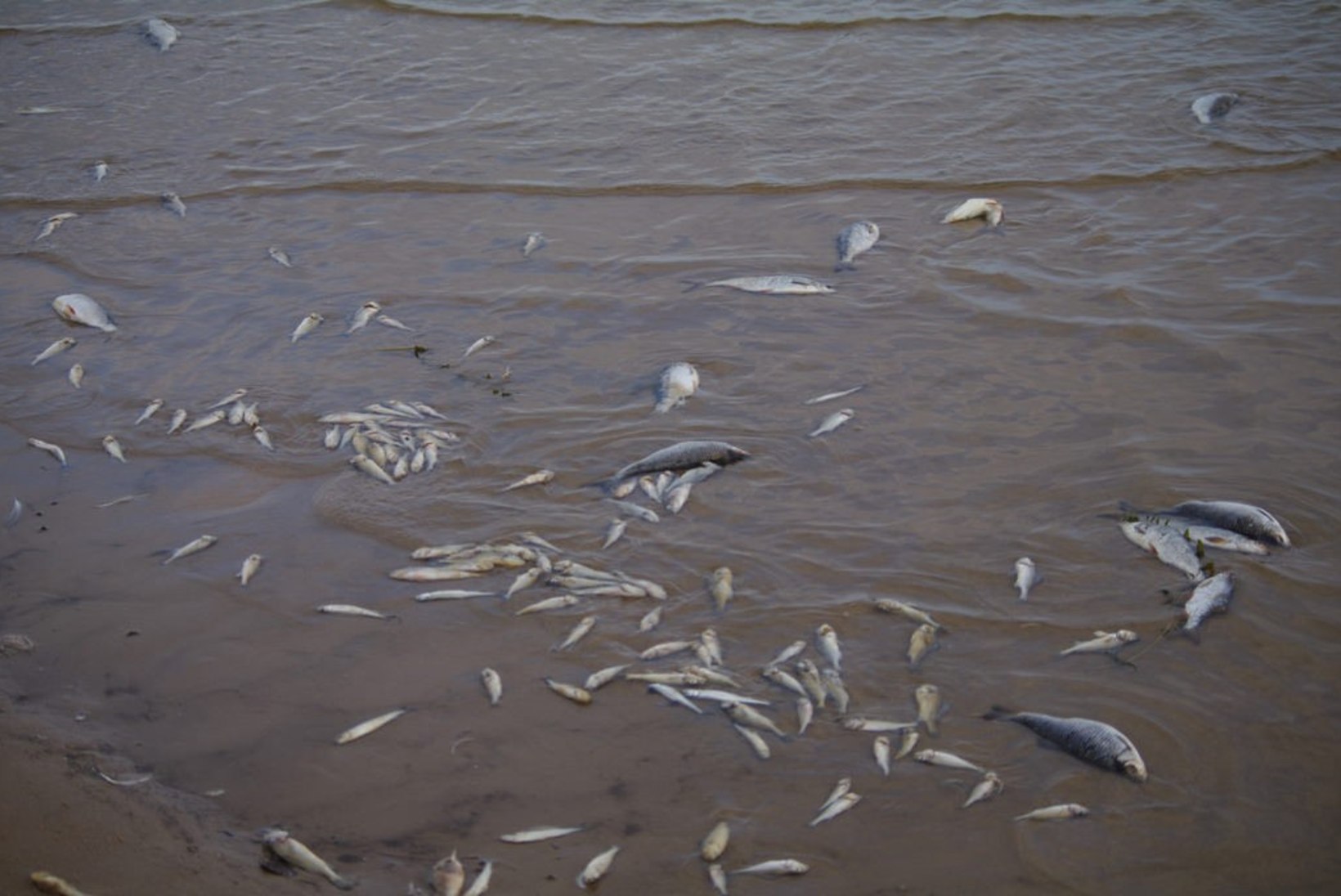 TEADLANE: Peipsi järve kalade massiline suremine võib teha ka head