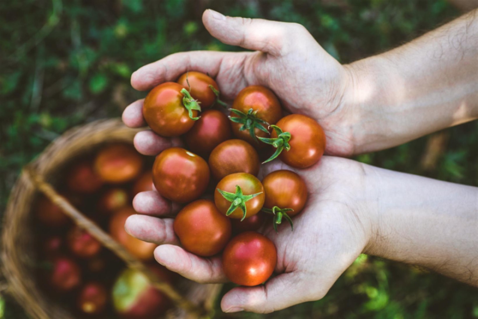 Kolm lihtsat tomatirooga argipäeva