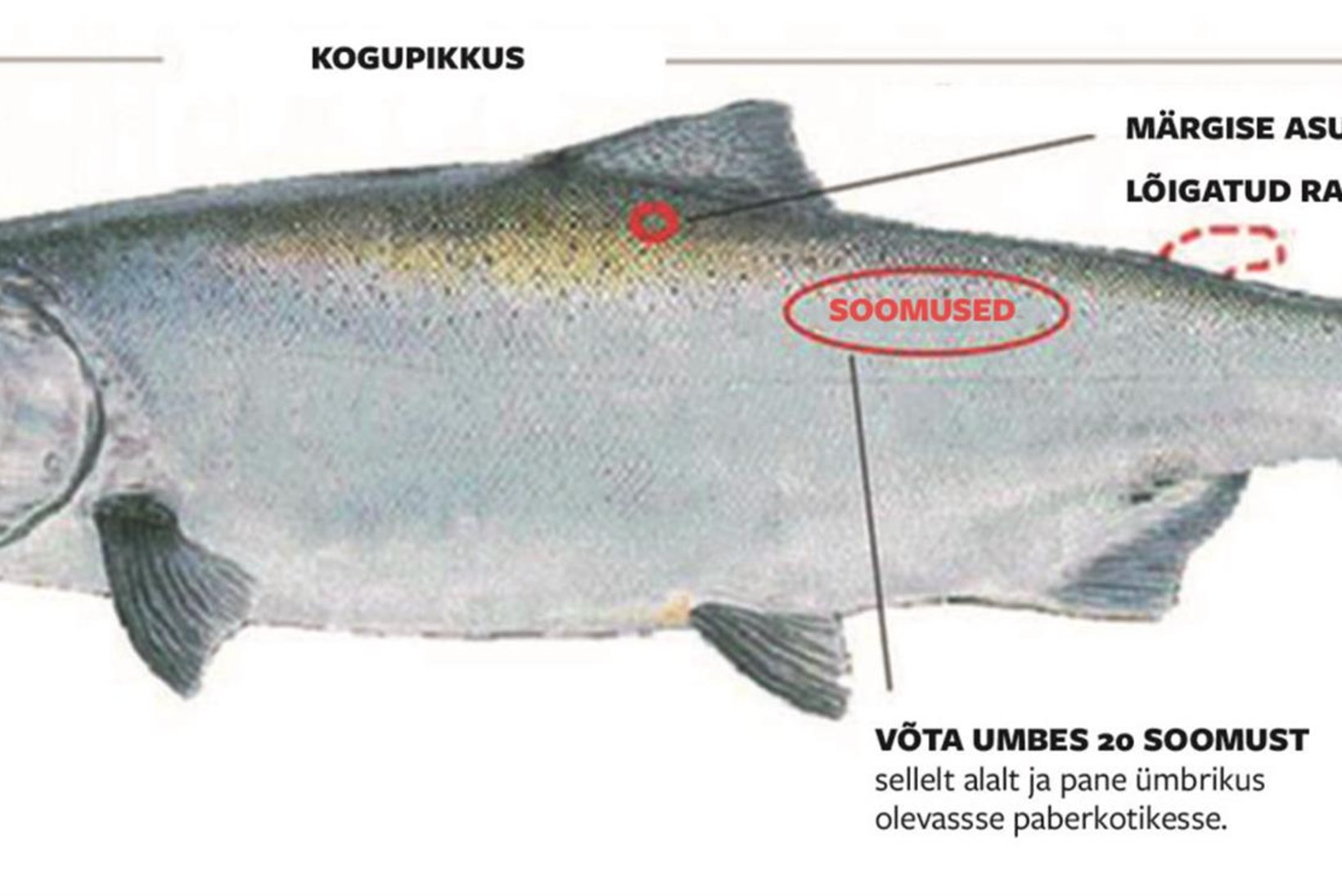Kalade märgistamisest ja märgistatud kalade taaspüügiandmete kogumisest RMK Põlula kalakasvatus-keskuses