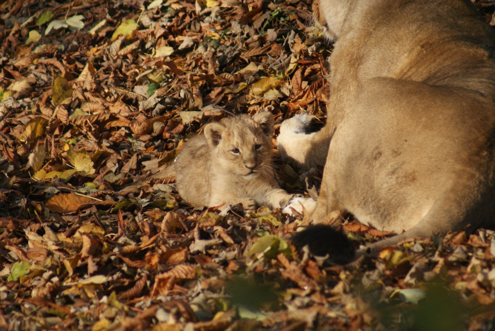 VERETÖÖ: kuidas hukkus suur hulk haruldasi india lõvisid