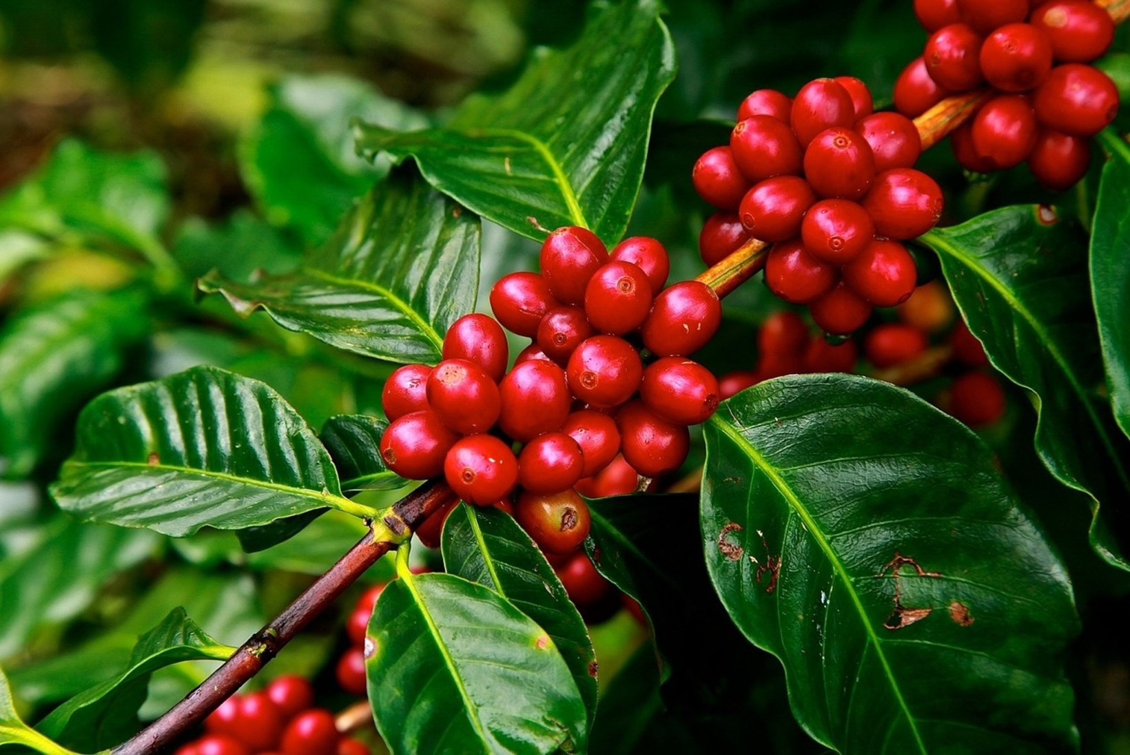 1. oktoober - rahvusvaheline kohvipäev: ühelt kohvipuult saab aastas kuni kilo ube  