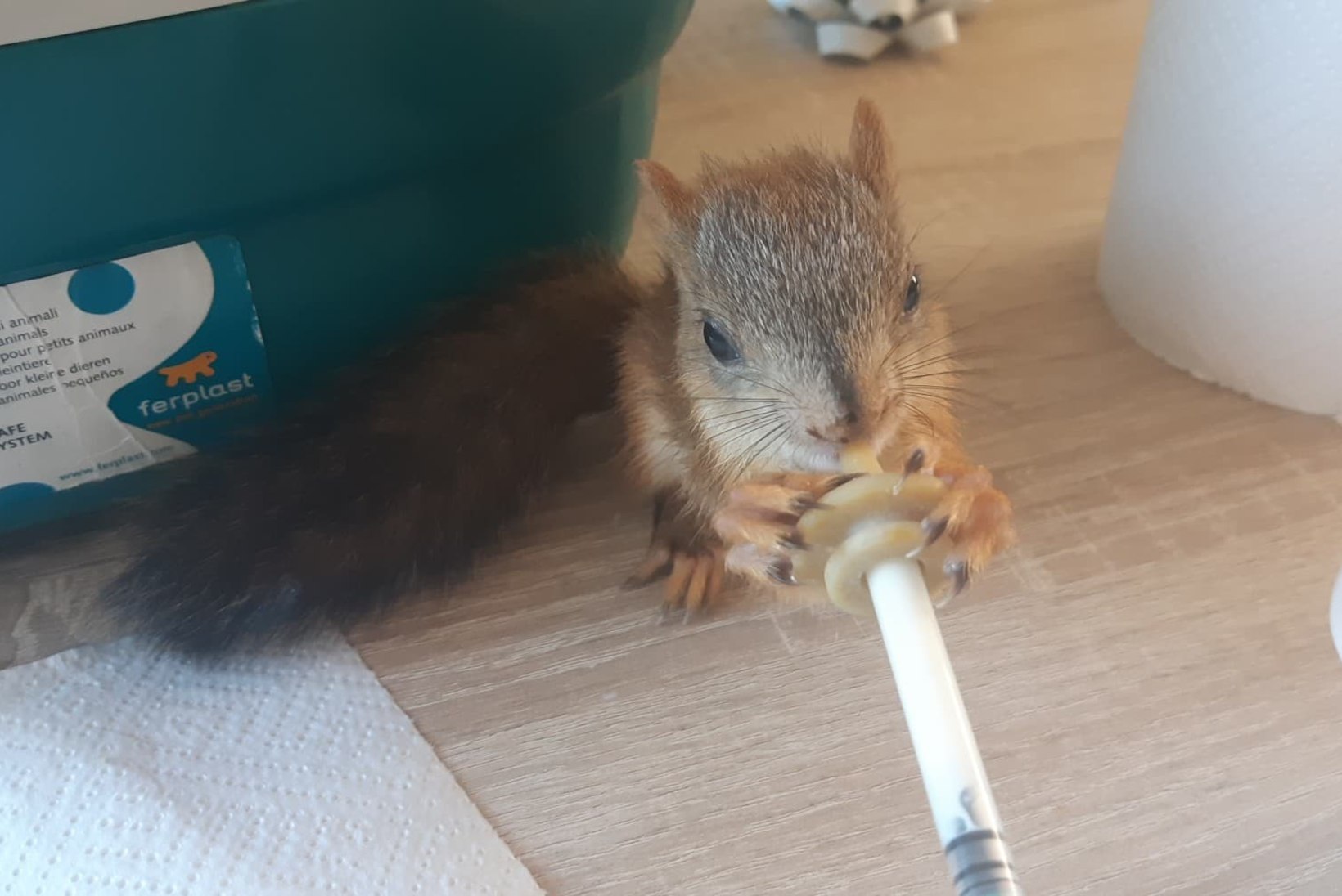 FOTOD | Koolilapsed päästsid väikese oravakese elu