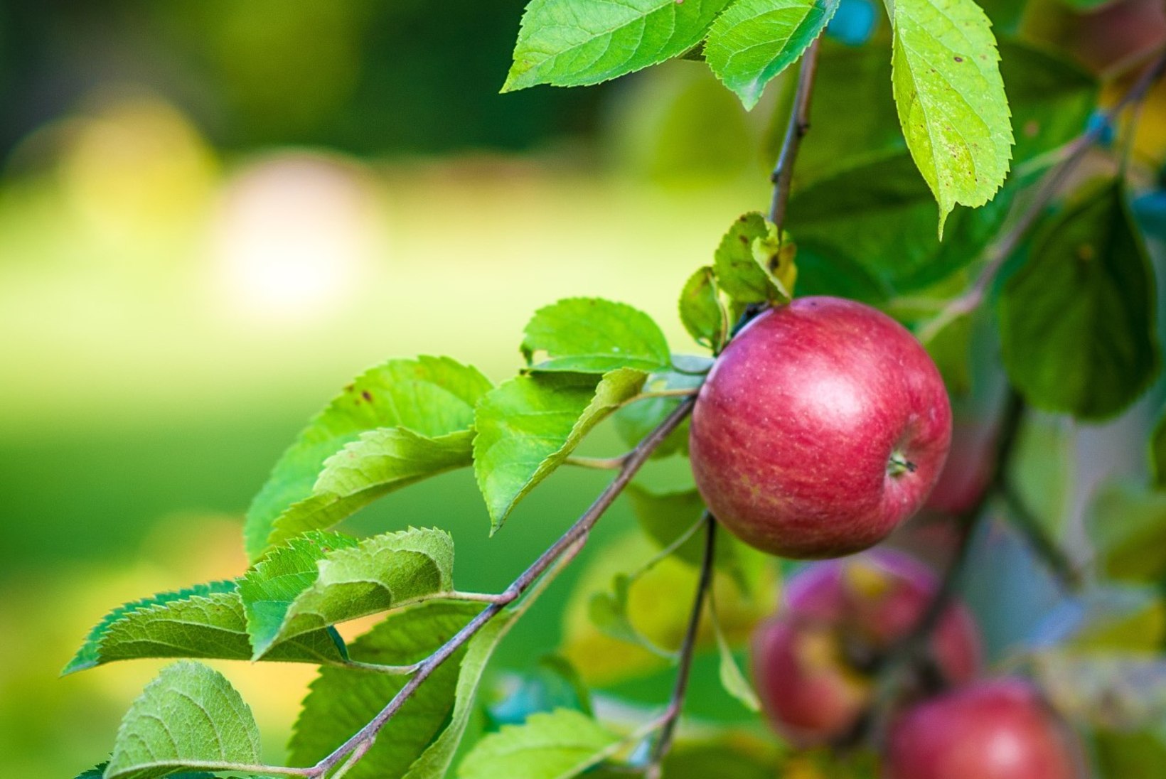 Lugeja küsib: kelle omad on naabri aeda kasvanud õunapuuoksa viljad?