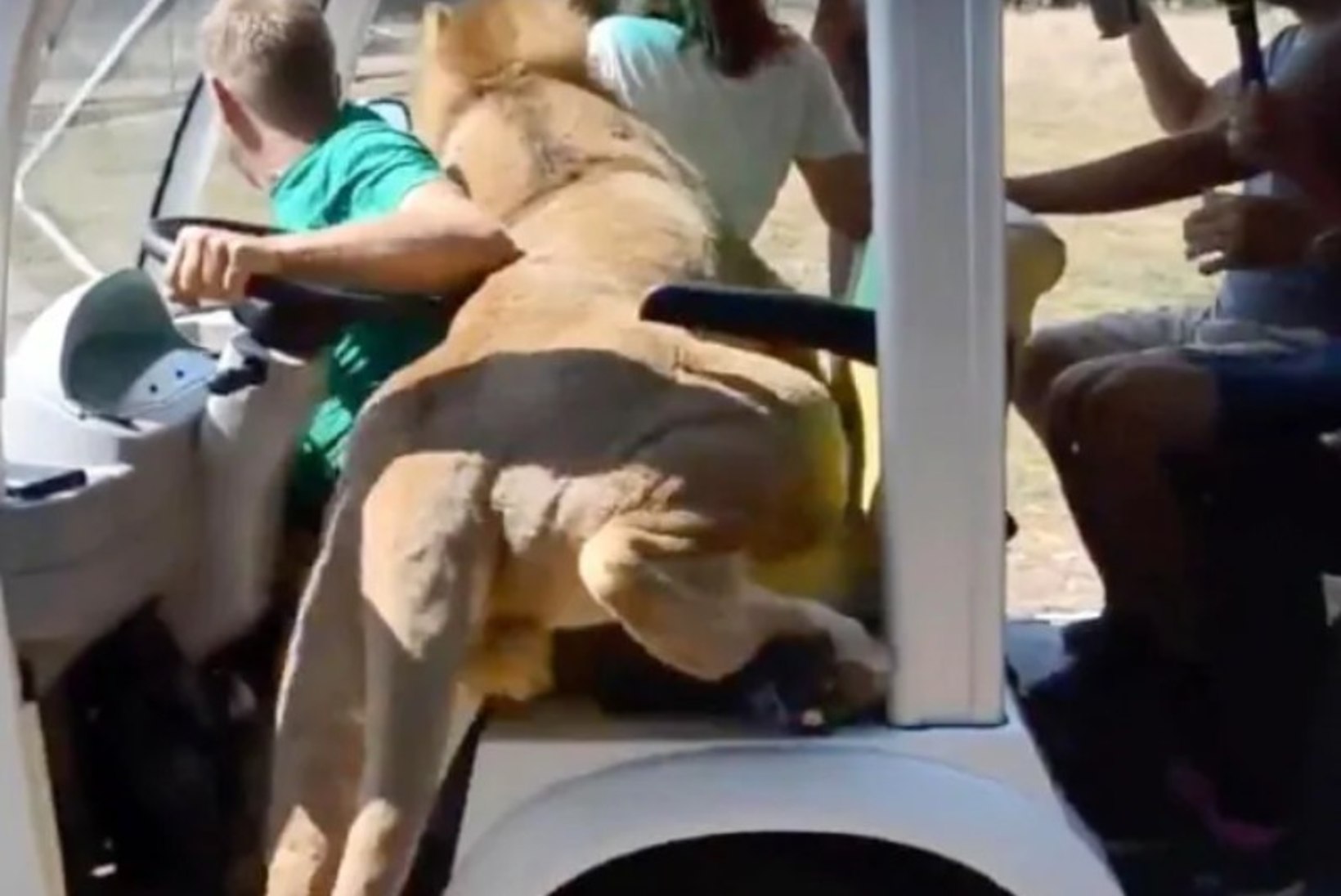 RABAV VIDEO | Lõvi ronis turiste täis bussi, sest tahtis... pai!