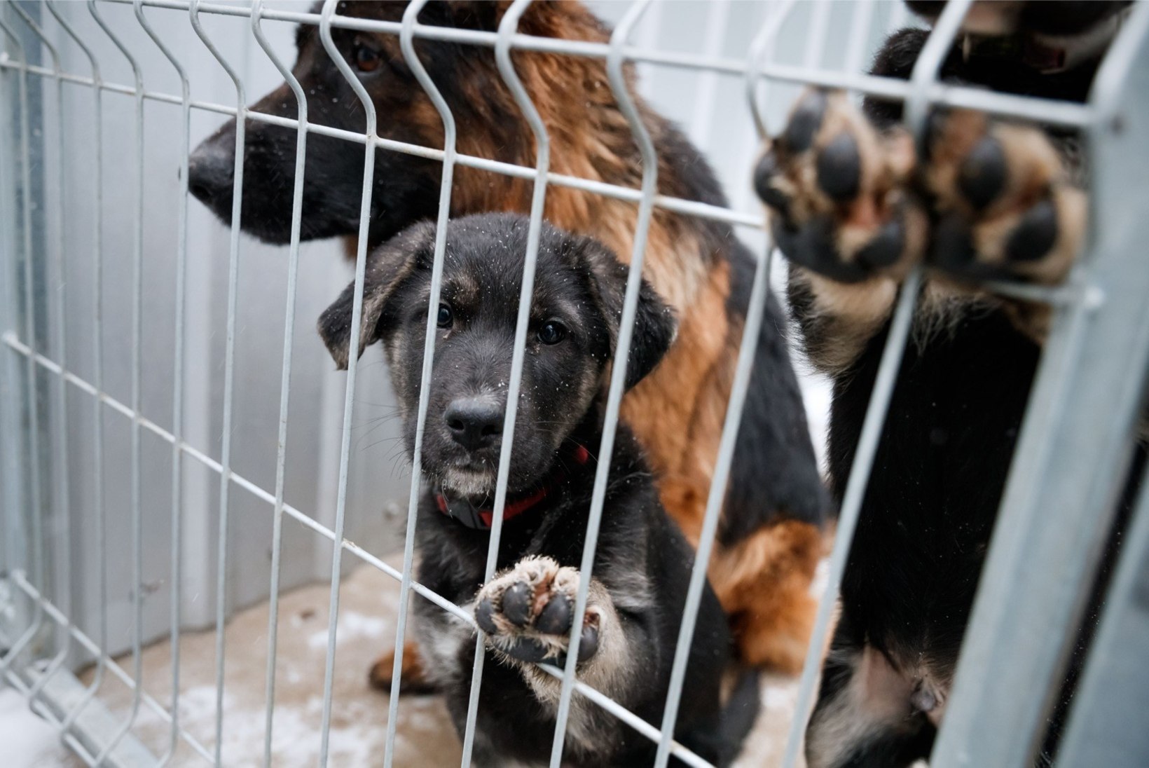ÕL VIDEO JA FOTOD | Kuidas algas aasta loomade varjupaigas?