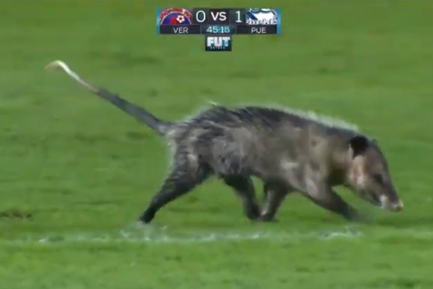LÕBUS VIDEO | Väljakule tunginud opossum napsas parima mängija auhinna julmalt endale