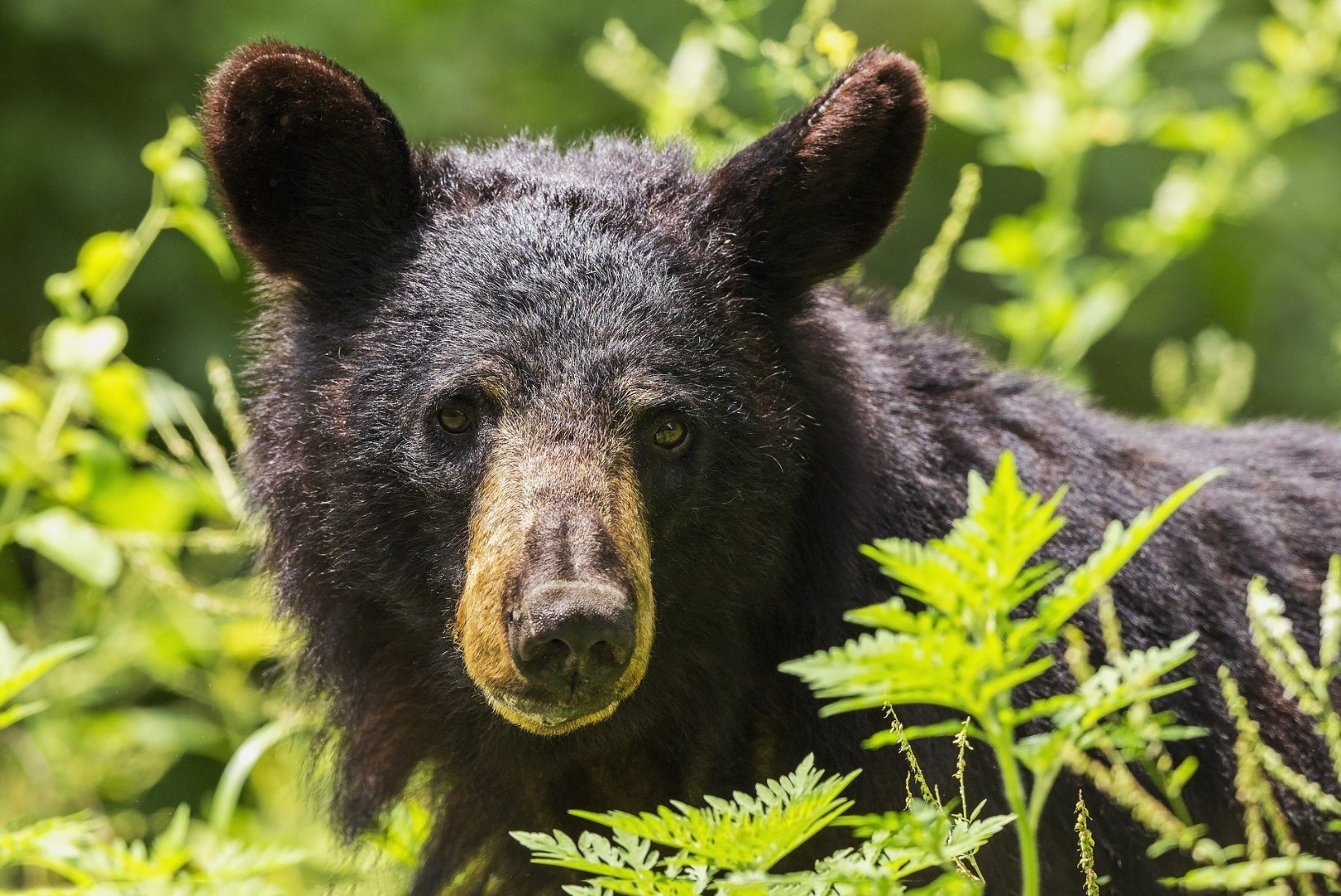 Metsa eksinud kolmeaastane poiss väitis, et sõbralik karu kaitses teda 