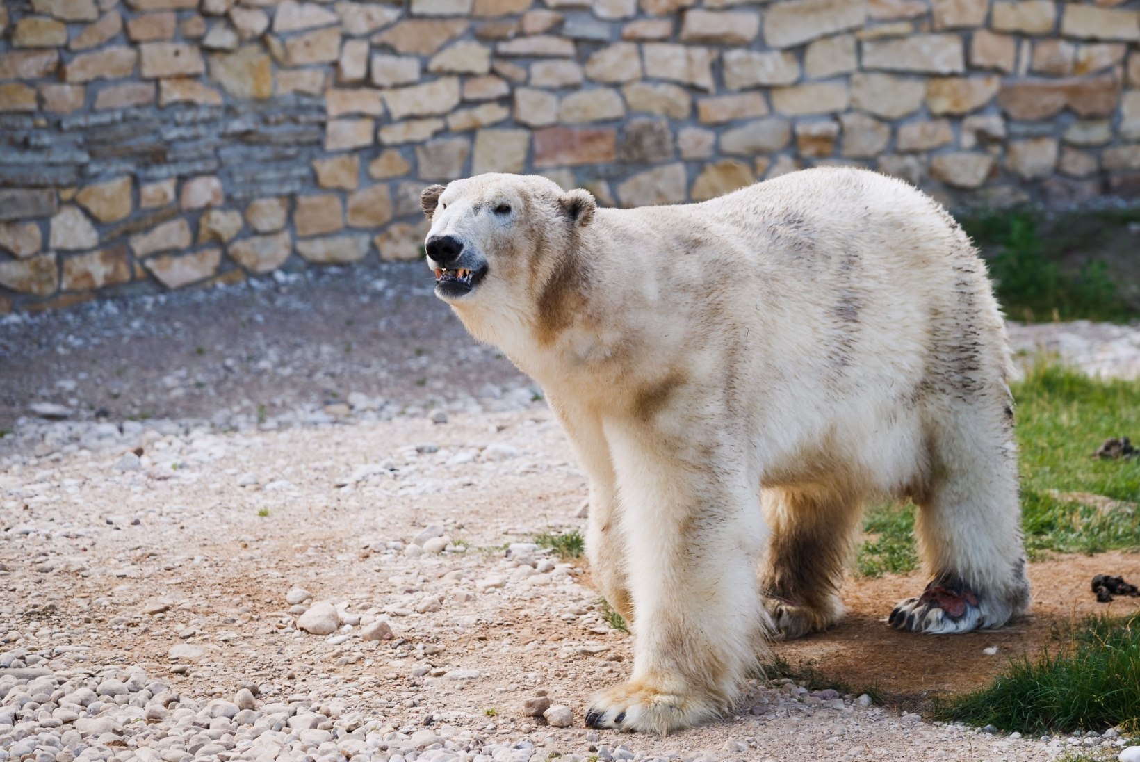 RASKE OTSUS: Tallinna loomaaed pani jääkaru Nordi magama