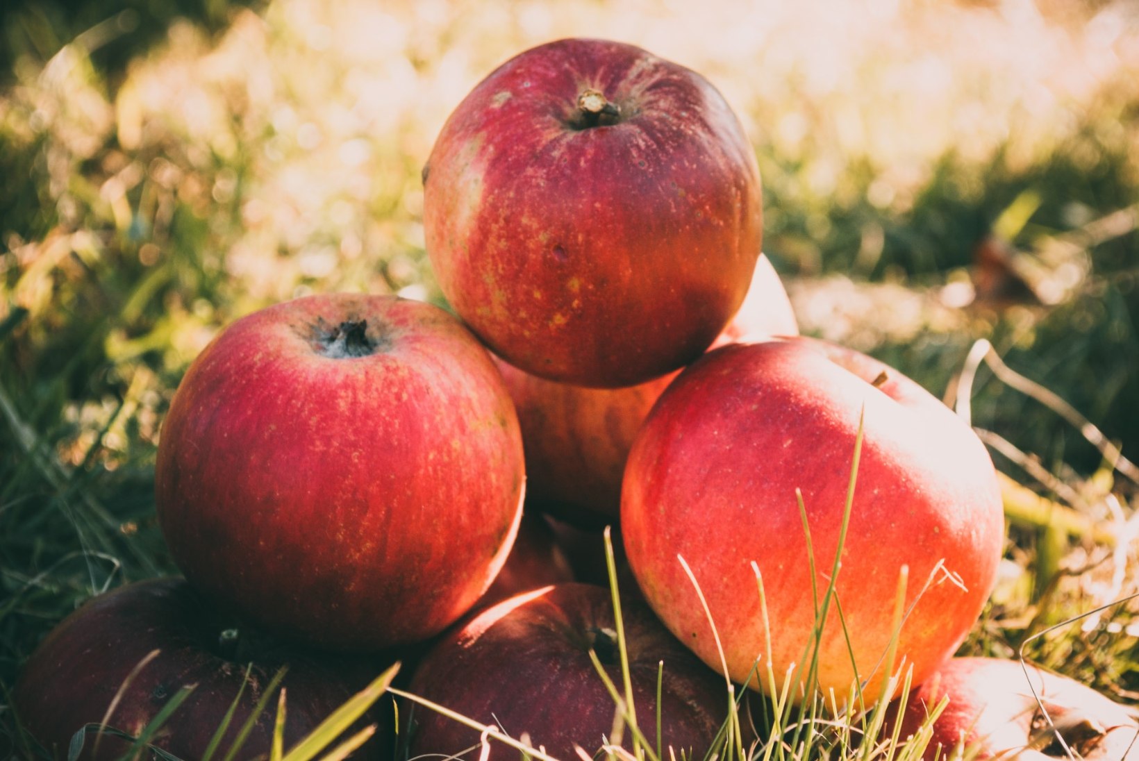 KOKKA KOOS LAPSEGA: pehmed õuna-kaeraküpsised