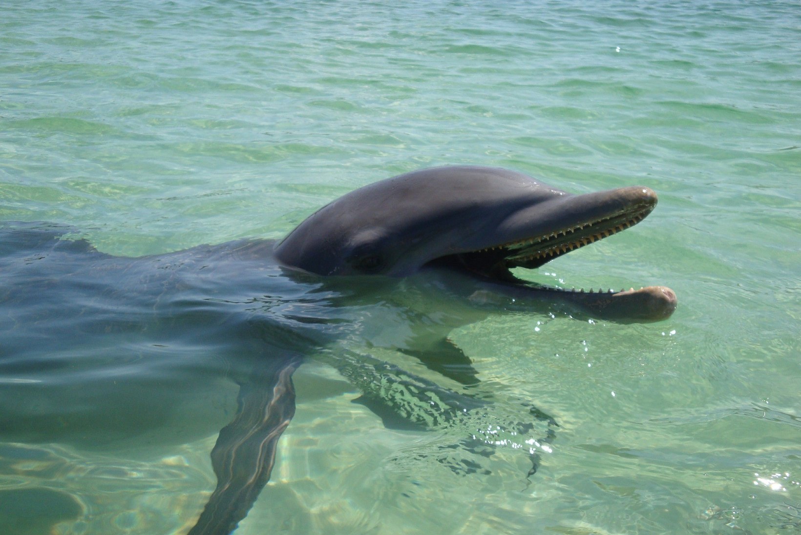 Tuhatkond delfiini elab rahumeeli prügijões