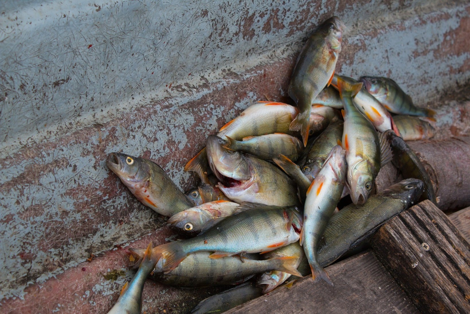 Seiskunud ahvenapüük jätab Peipsi kalurite kukrusse paarimiljonilise augu