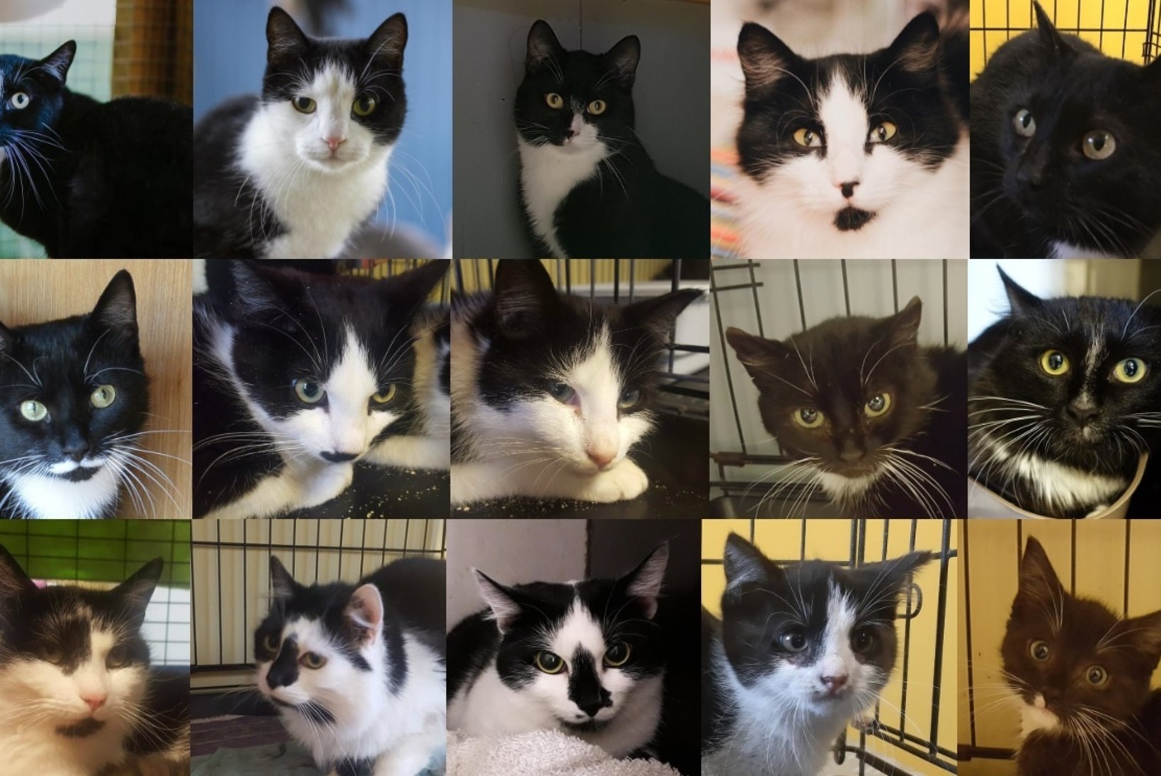 Musta kassi kuu ajal on kodu leidnud 44 kiisut, veel 51 ootab peremeest