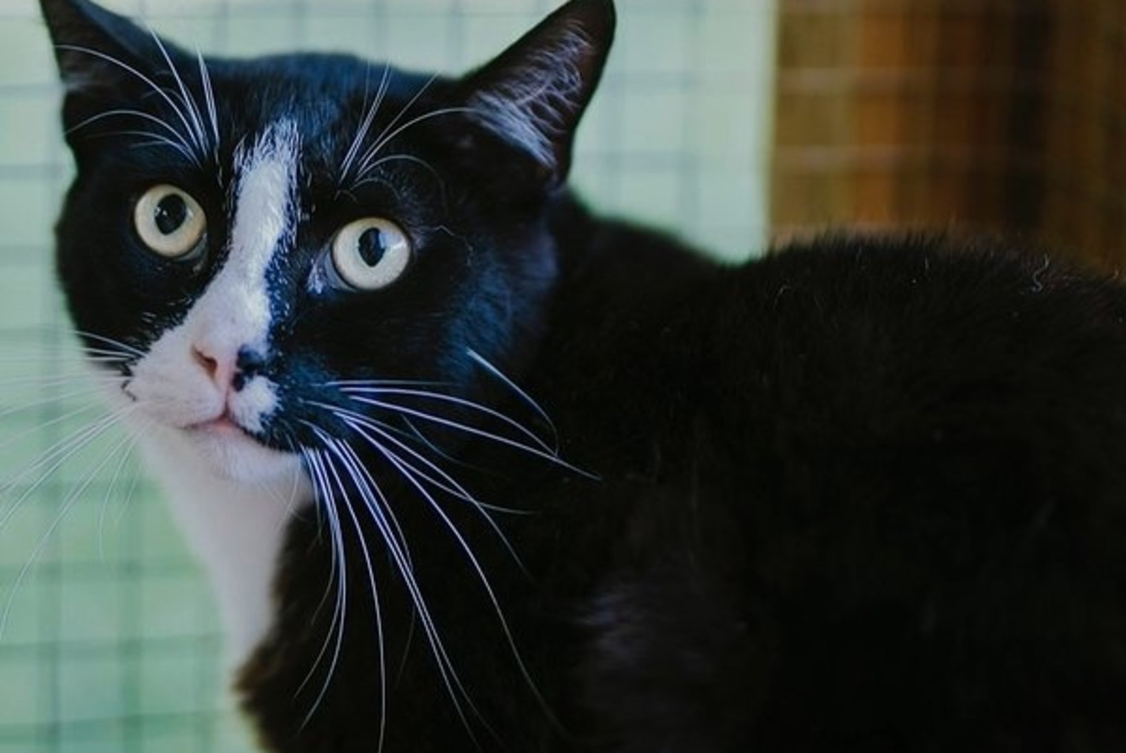 Musta kassi kuu ajal on kodu leidnud 44 kiisut, veel 51 ootab peremeest